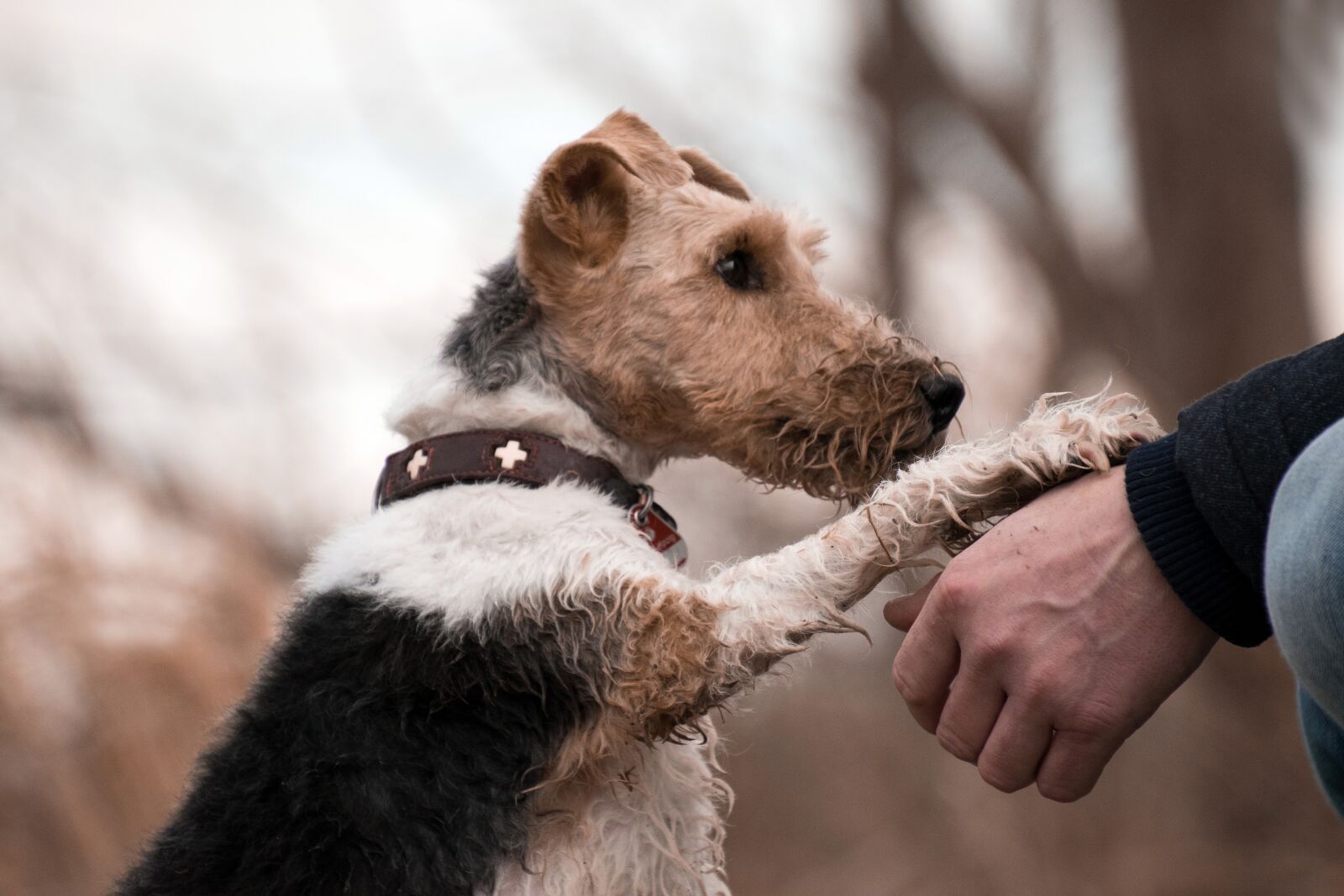 Nikon D3300 sample photo. Dog, mammal, pet photography
