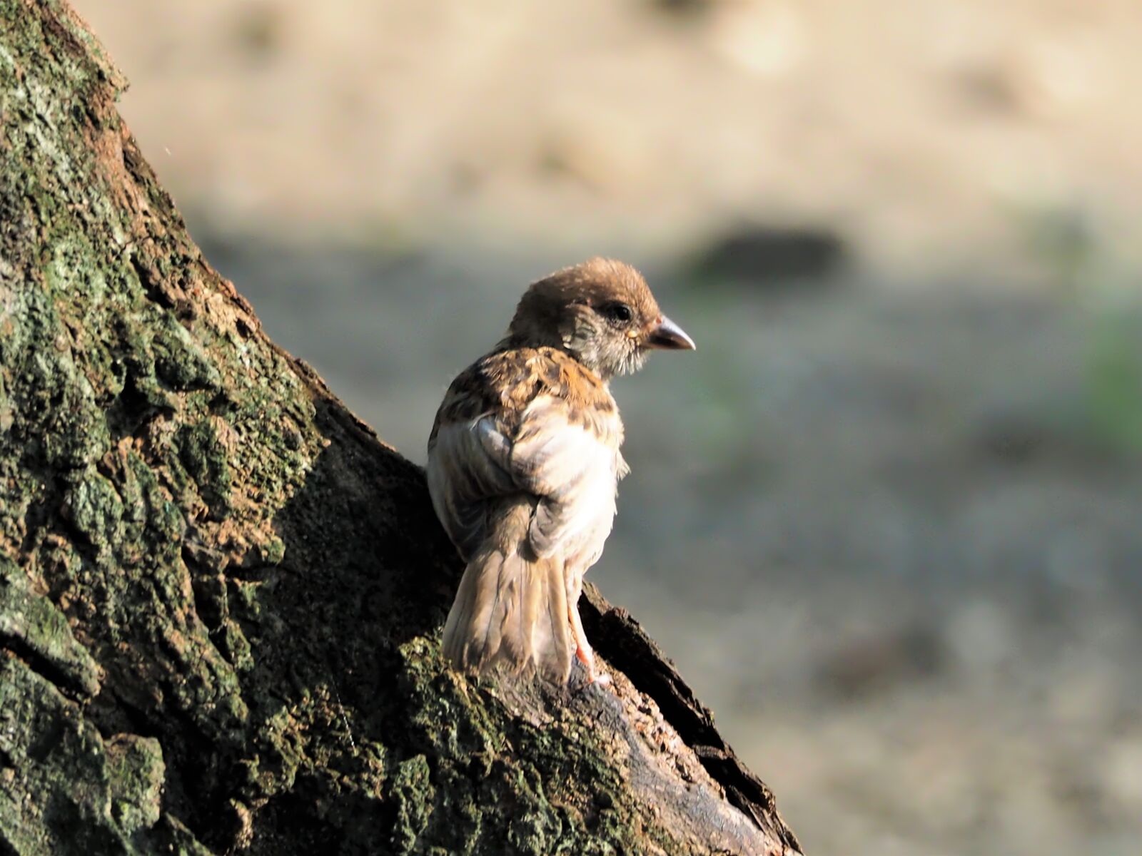 Olympus M.Zuiko ED 75-300mm F4.8-6.7 II sample photo. Eurasian tree sparrow juvenile photography