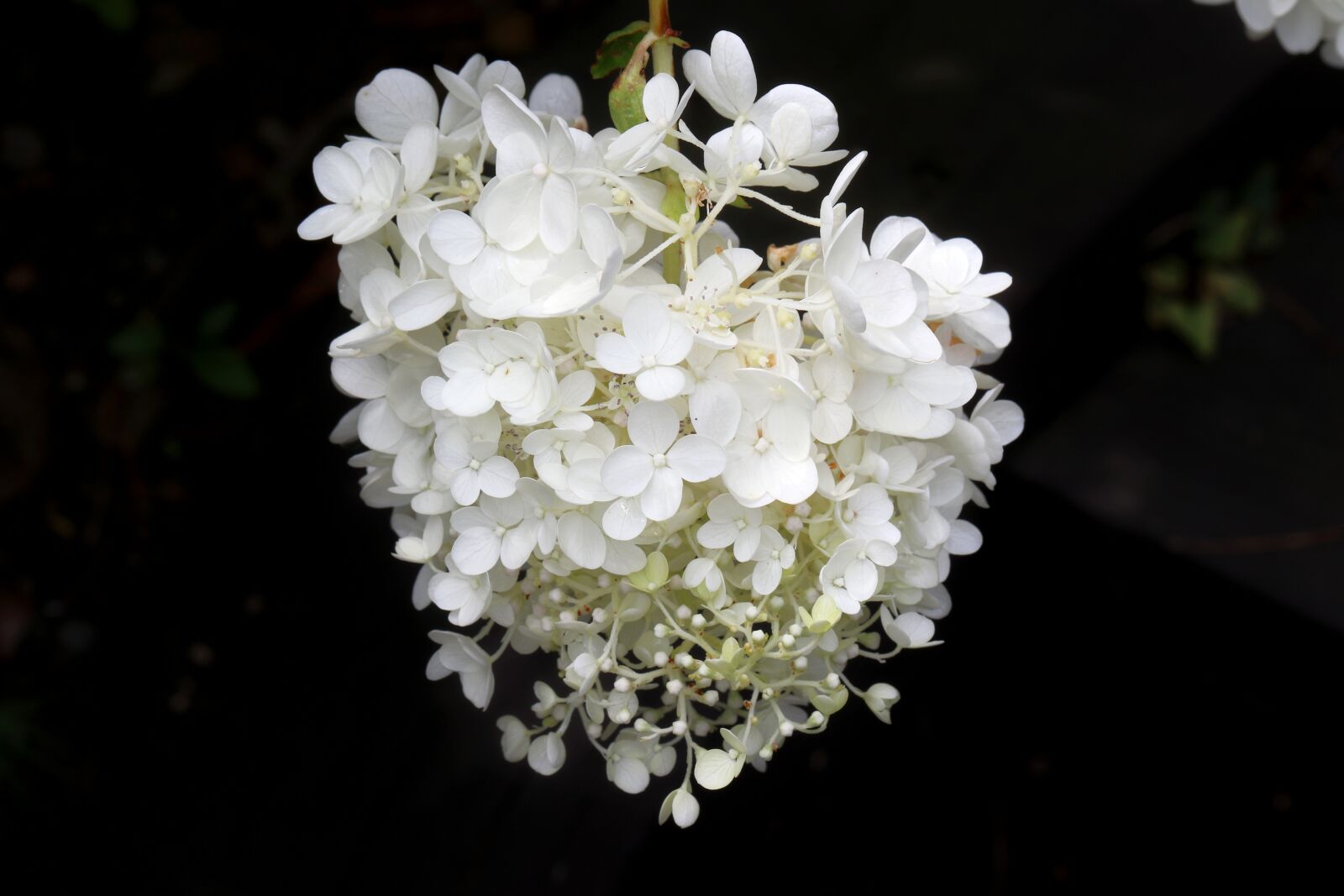 Canon EF 100mm F2.8L Macro IS USM sample photo. Hydrangea, white flowers, flowers photography