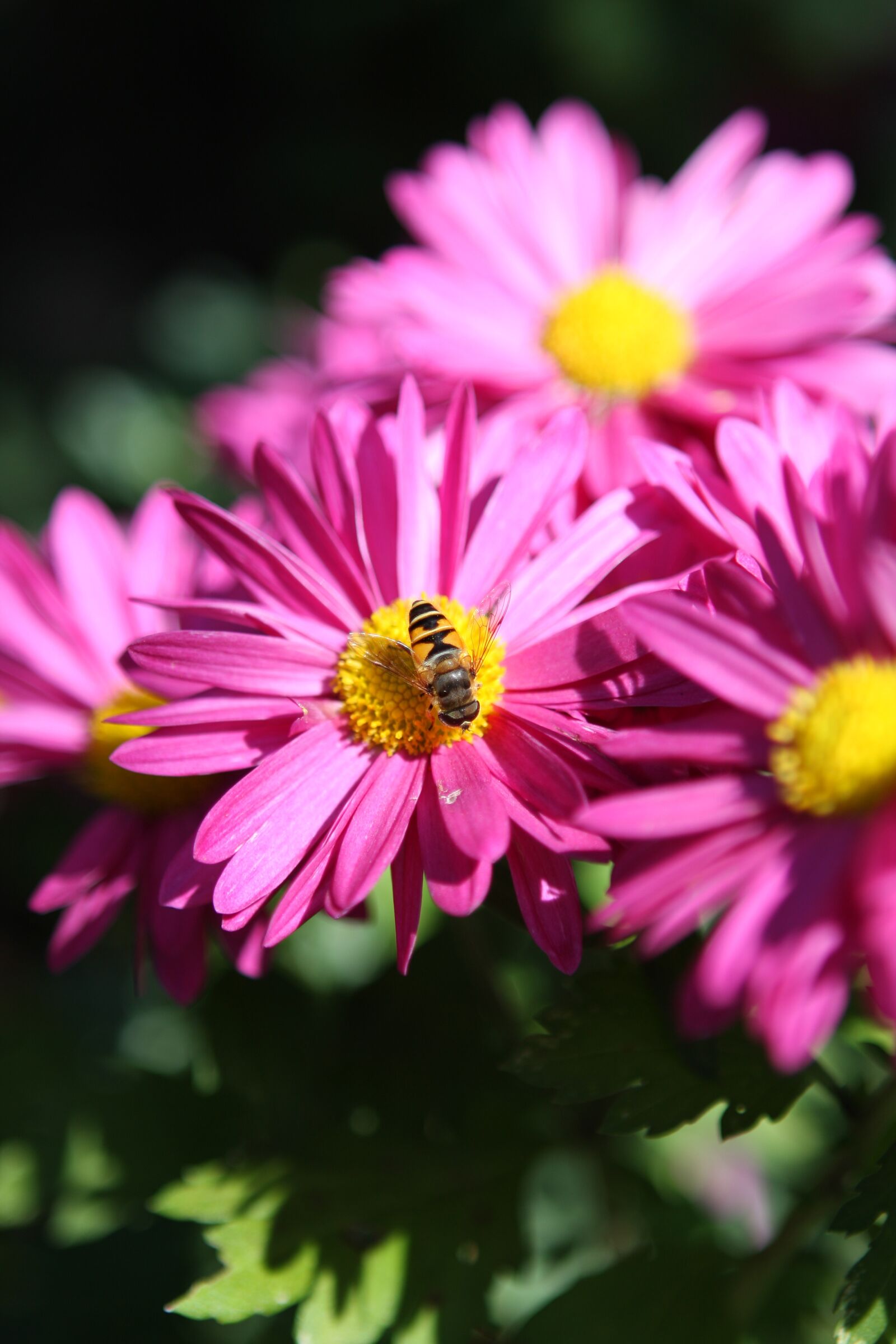 Canon EOS 40D sample photo. Flowers, plants, bee photography