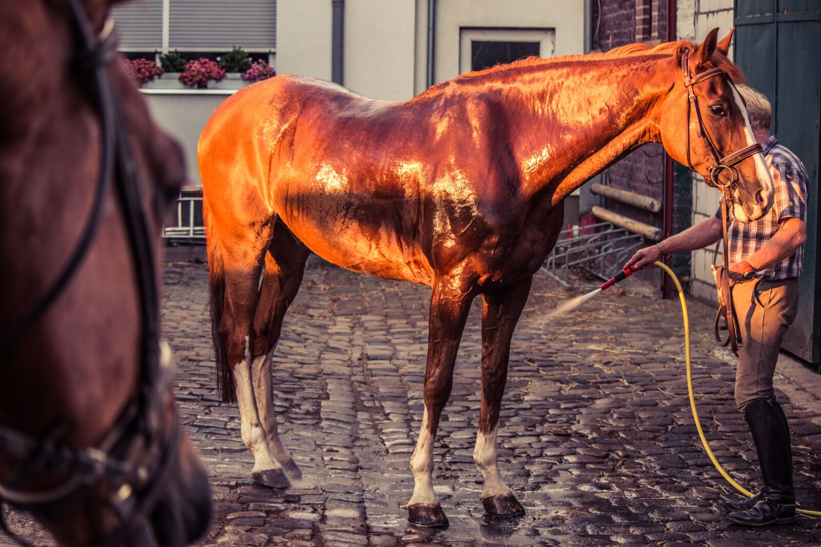 Canon EF-S 55-250mm F4-5.6 IS II sample photo. Horse, horse wash, water photography