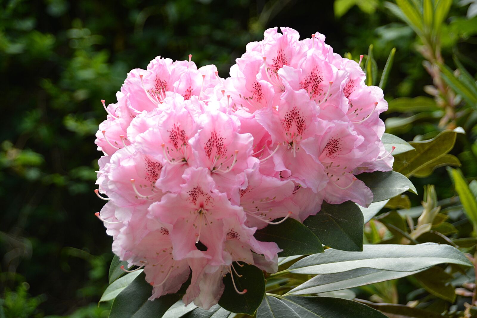 Nikon D5200 sample photo. Rhododendron, flower, garden photography