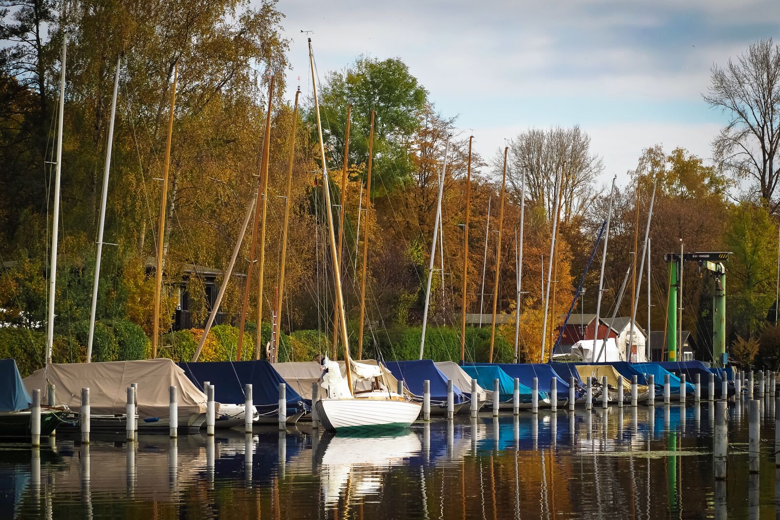 Olympus OM-D E-M10 sample photo. Autumn, nature, trees photography