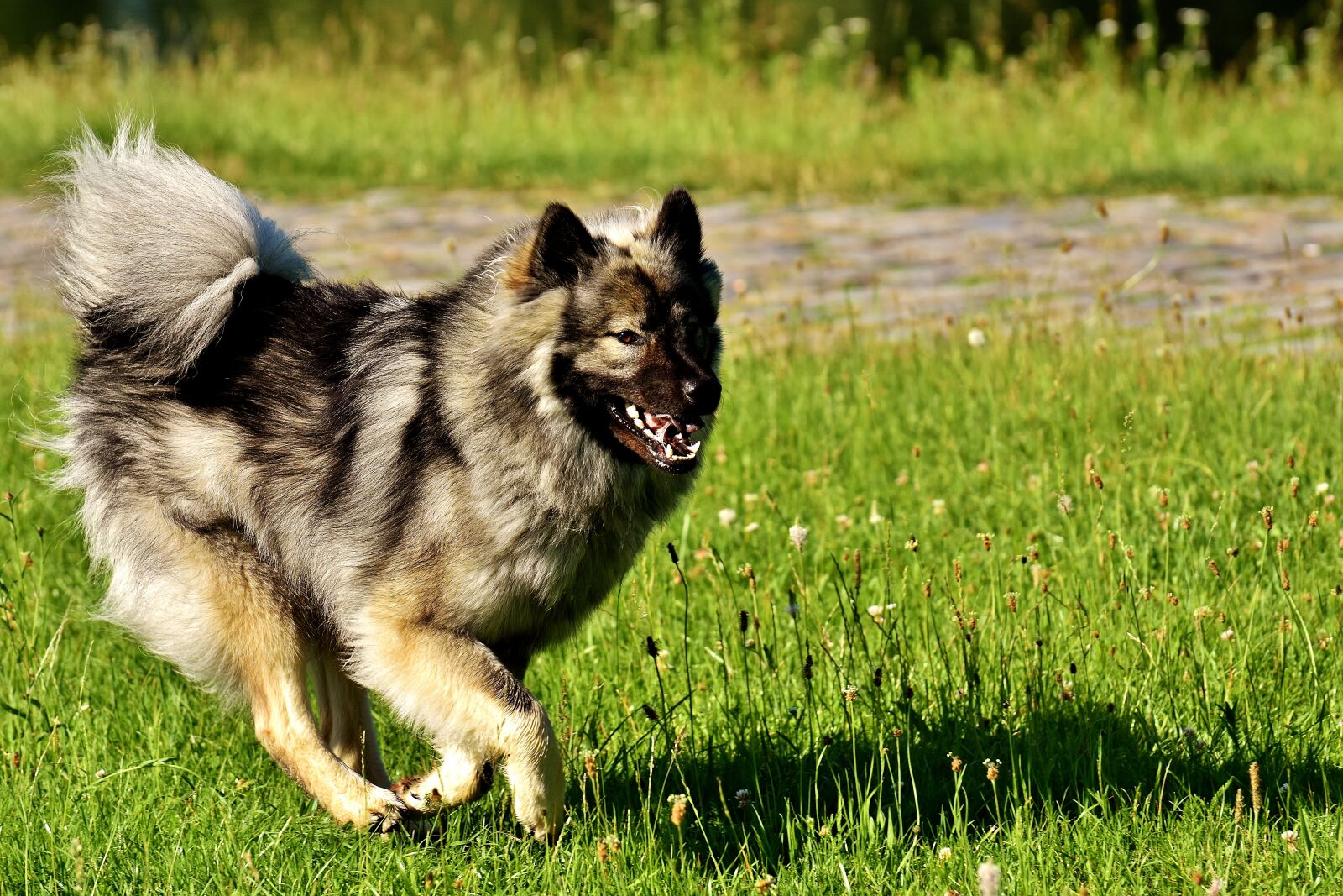 Nikon D7200 sample photo. Eurasians, dog, race photography