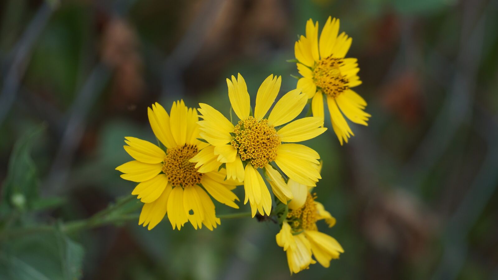Sony a6000 sample photo. Flowers, yellow, bright photography
