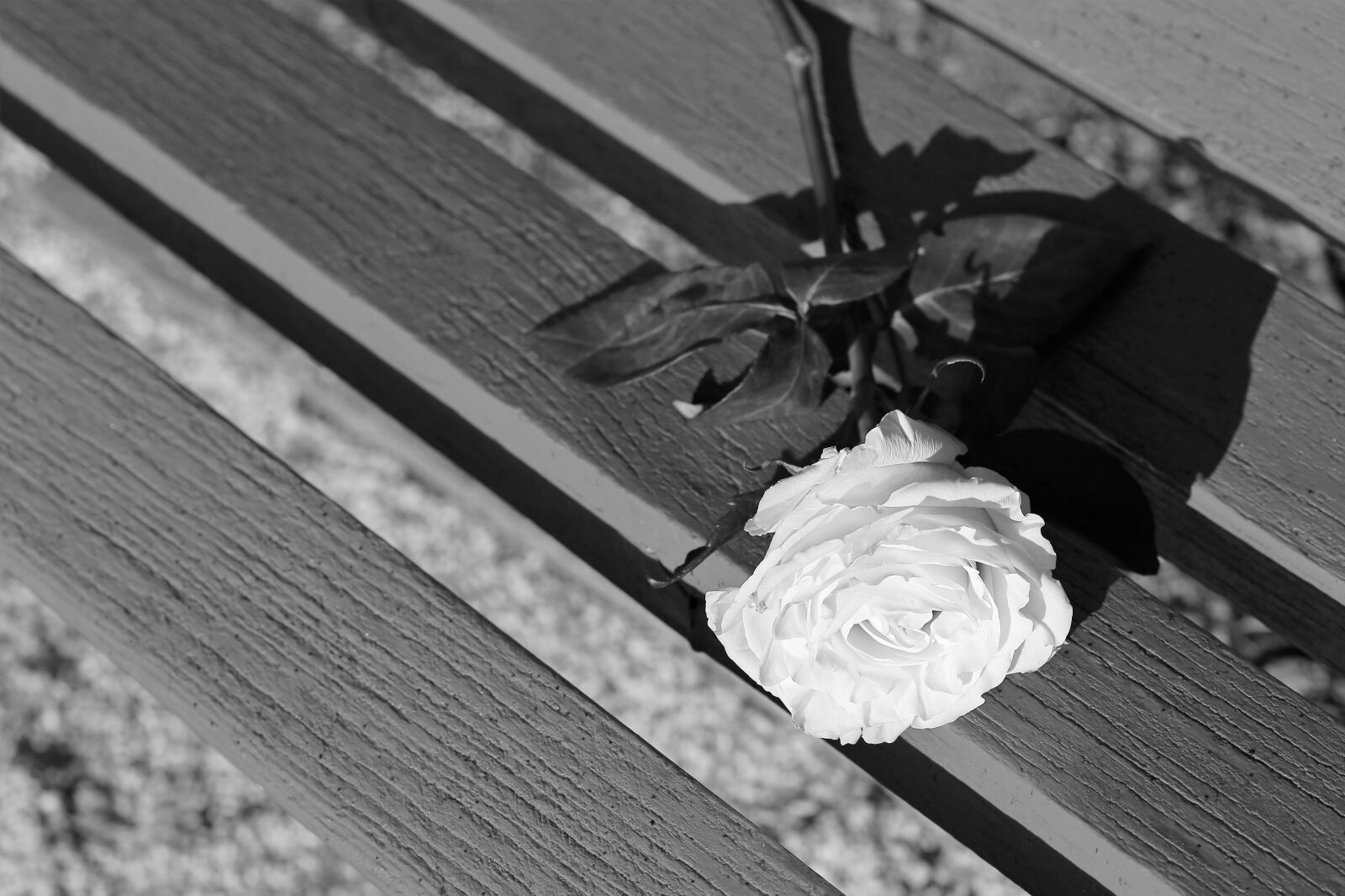 Canon EOS 6D + Canon EF 100mm F2.8 Macro USM sample photo. White rose on bench photography