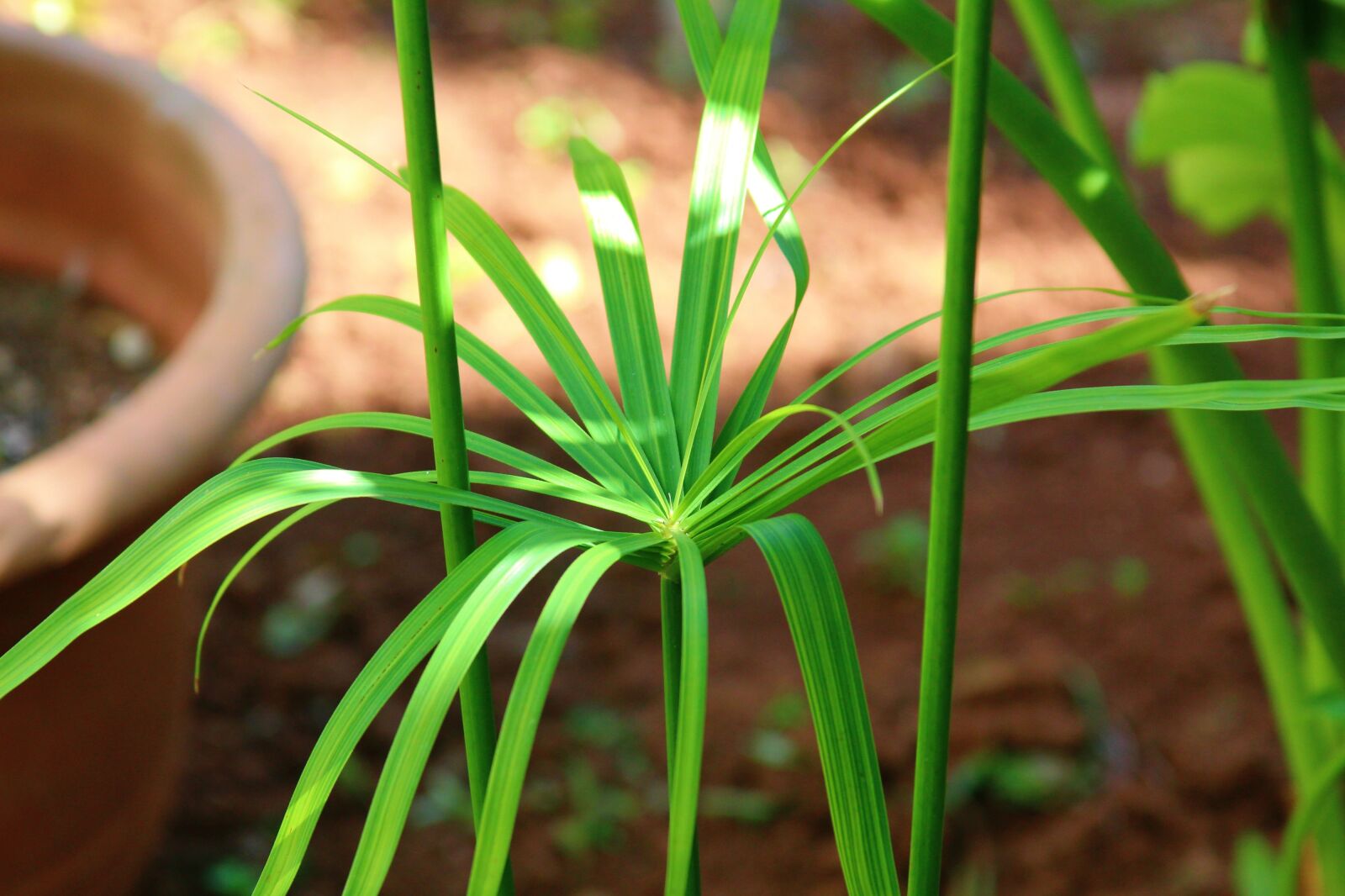 Canon EF 28-135mm F3.5-5.6 IS USM sample photo. Garden, papyrus, green photography