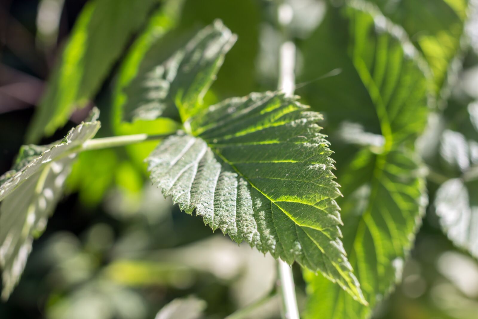 Canon EF 40mm F2.8 STM sample photo. Leaves, green, raspberry photography