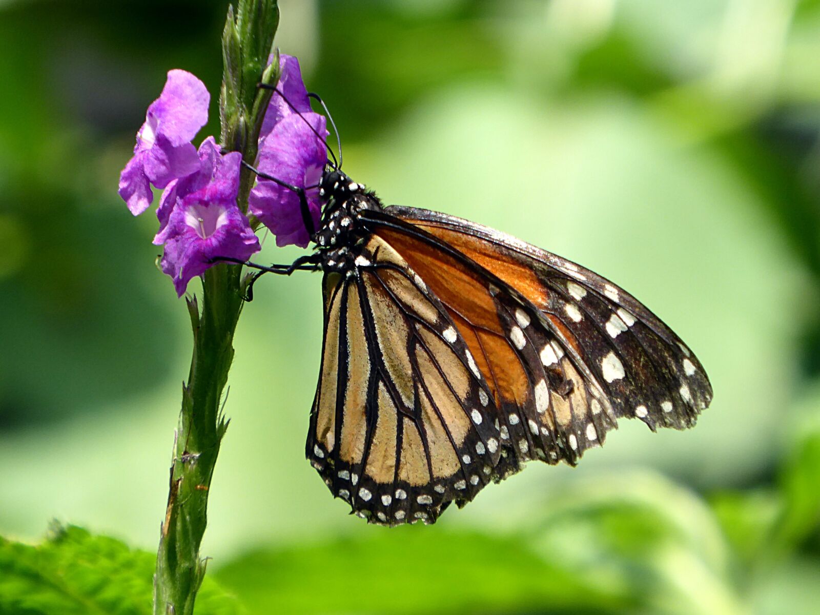 Panasonic Lumix DMC-ZS50 (Lumix DMC-TZ70) sample photo. Butterfly, insect, costa rica photography