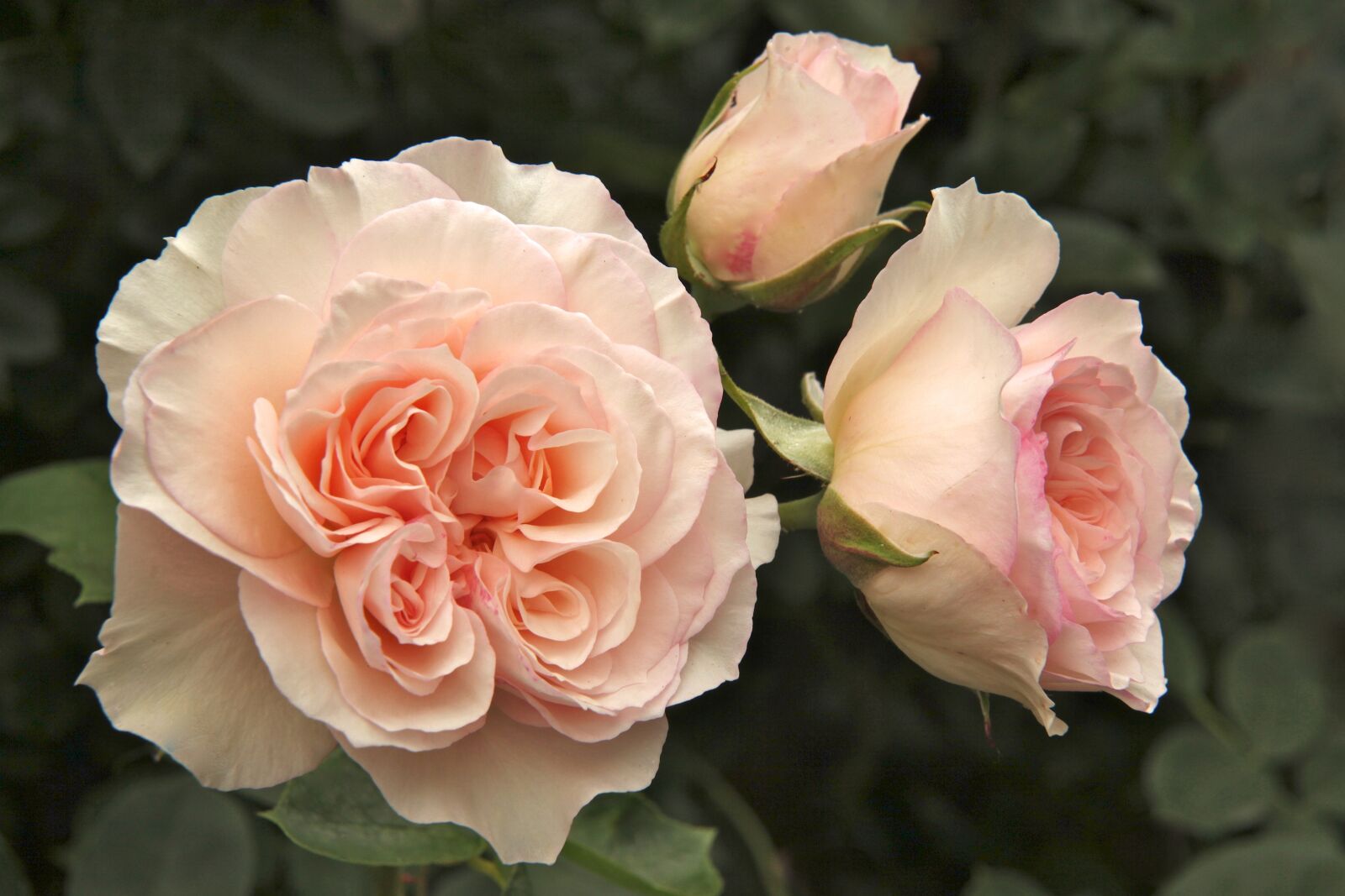 Canon EOS 5D Mark II sample photo. Rose, perdita, garden photography