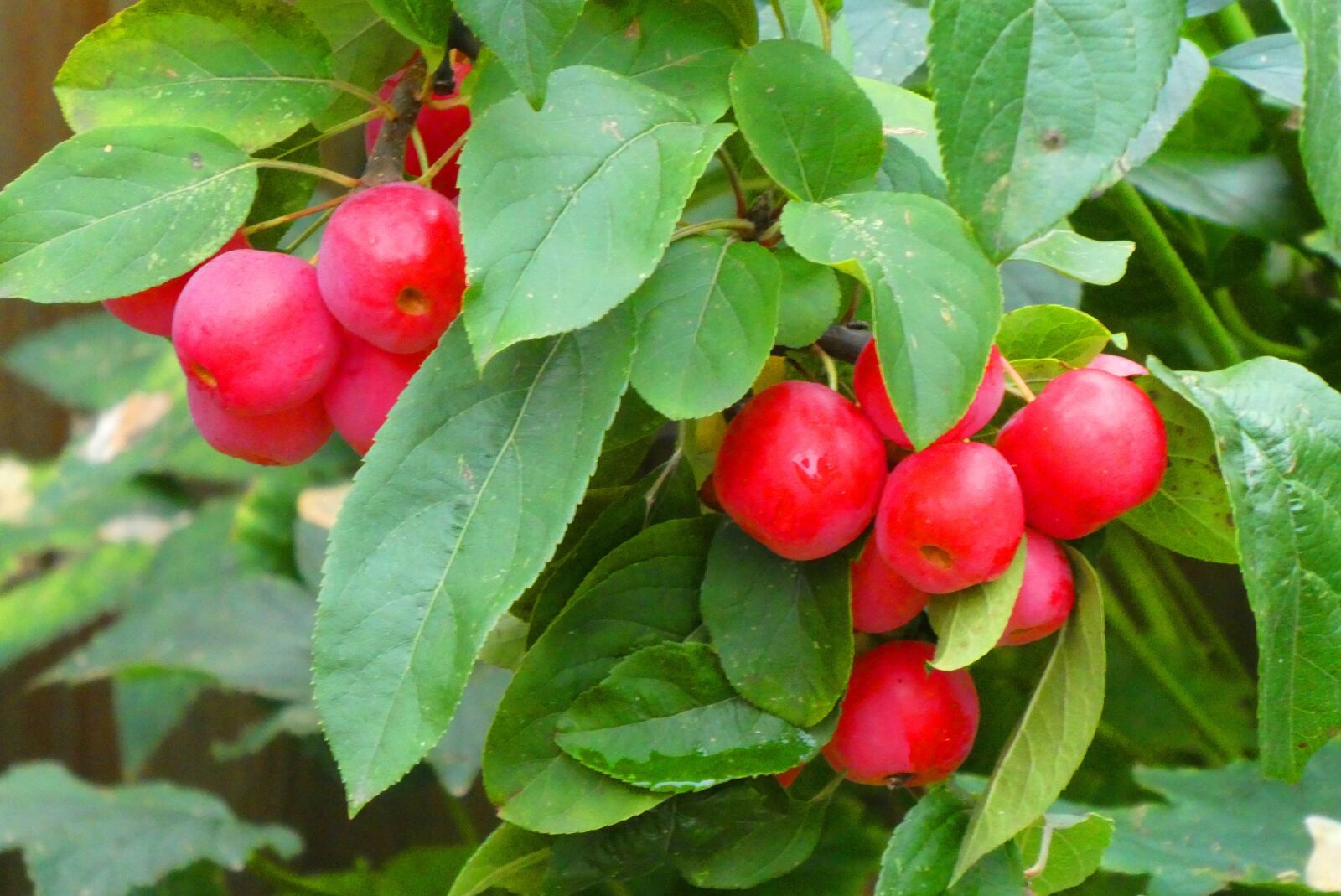 Panasonic Lumix DC-ZS70 (Lumix DC-TZ90) sample photo. Ornamental apples, autumn, red photography