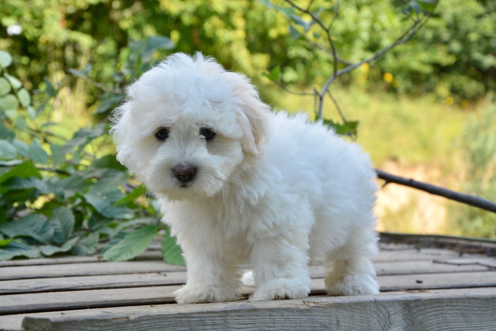 Nikon D5200 sample photo. Puppy, pup, female photography