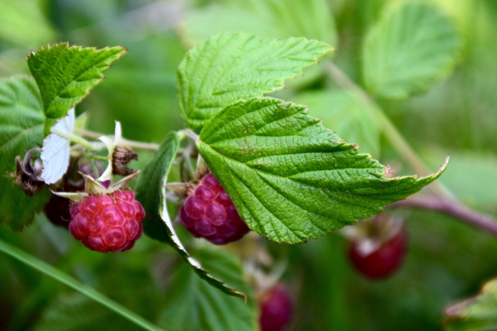 Nikon D5300 sample photo. Raspberry, close up, leaf photography
