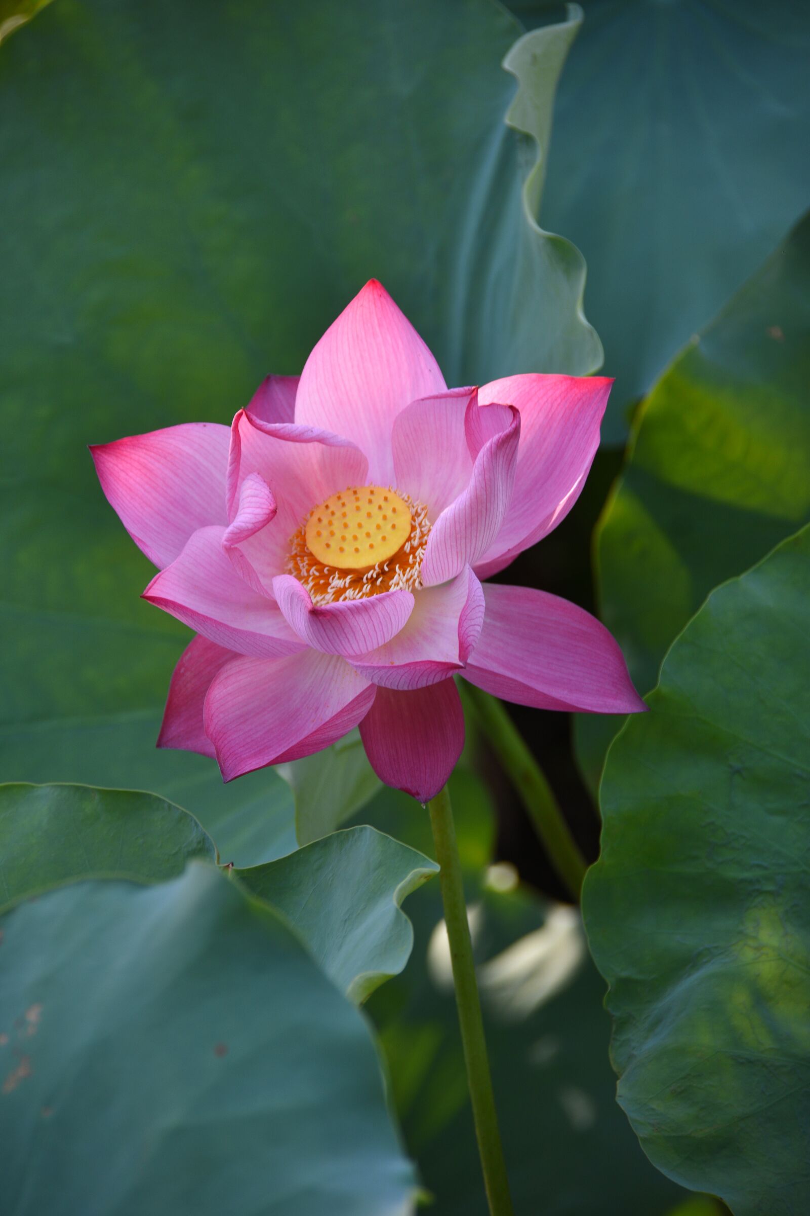 Nikon D7200 sample photo. Lotus flowers, pink, ao photography