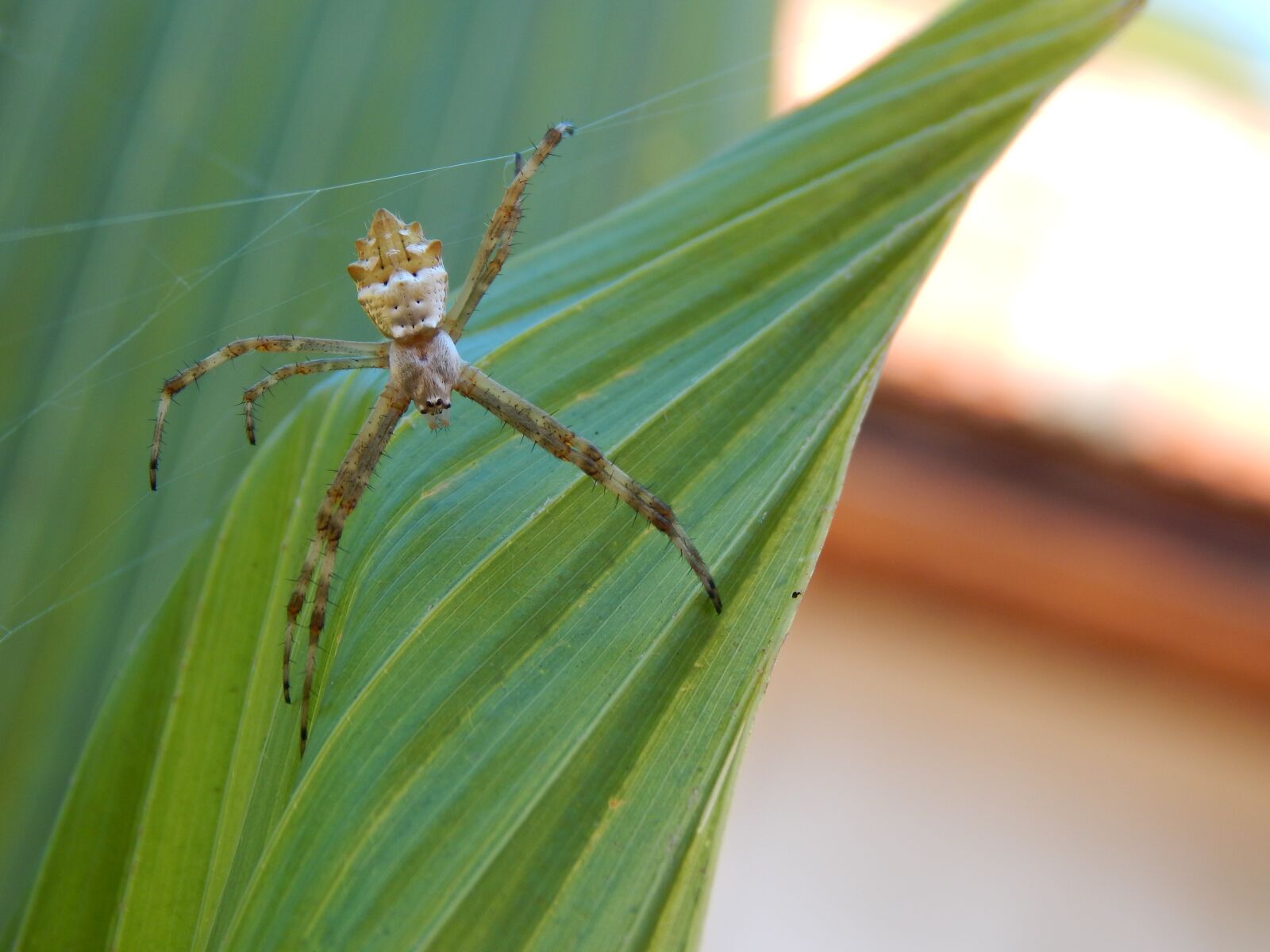 Nikon Coolpix L830 sample photo. Spider, arachnid, nature photography
