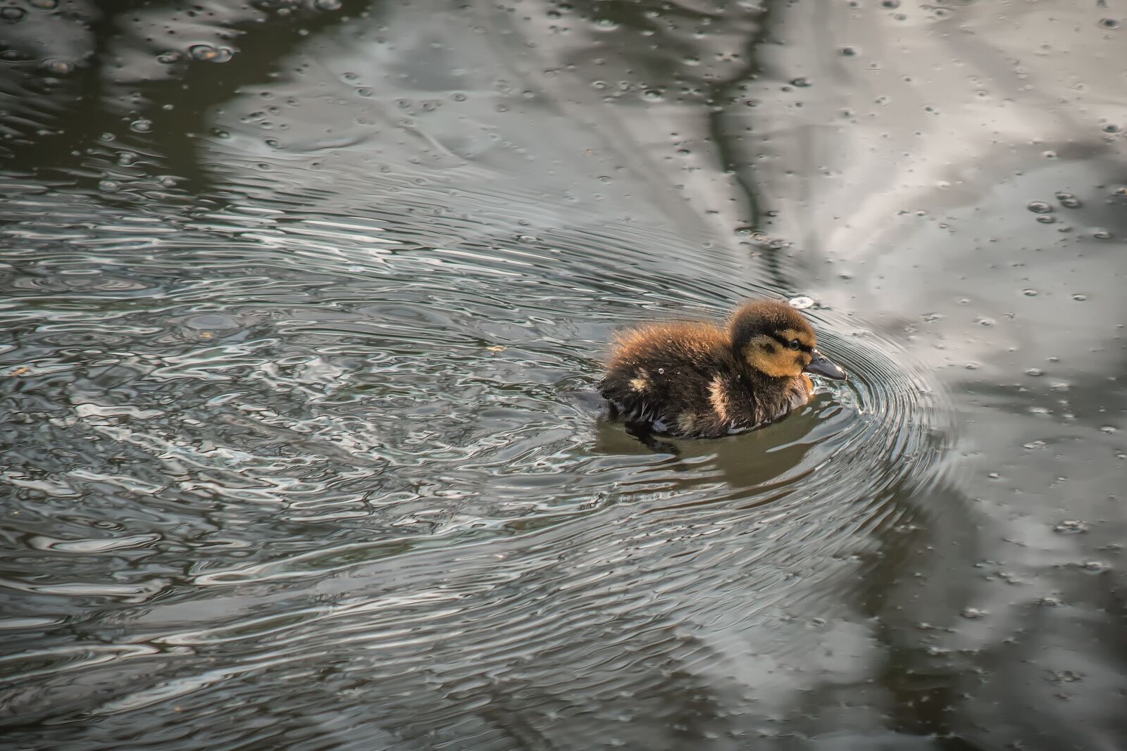 Canon EOS 70D + Canon EF 70-300 F4-5.6 IS II USM sample photo. Duck, chicks, water bird photography