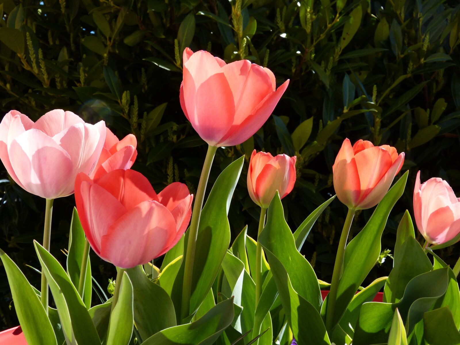 Panasonic DMC-FZ62 sample photo. Plant, tulip, flower photography
