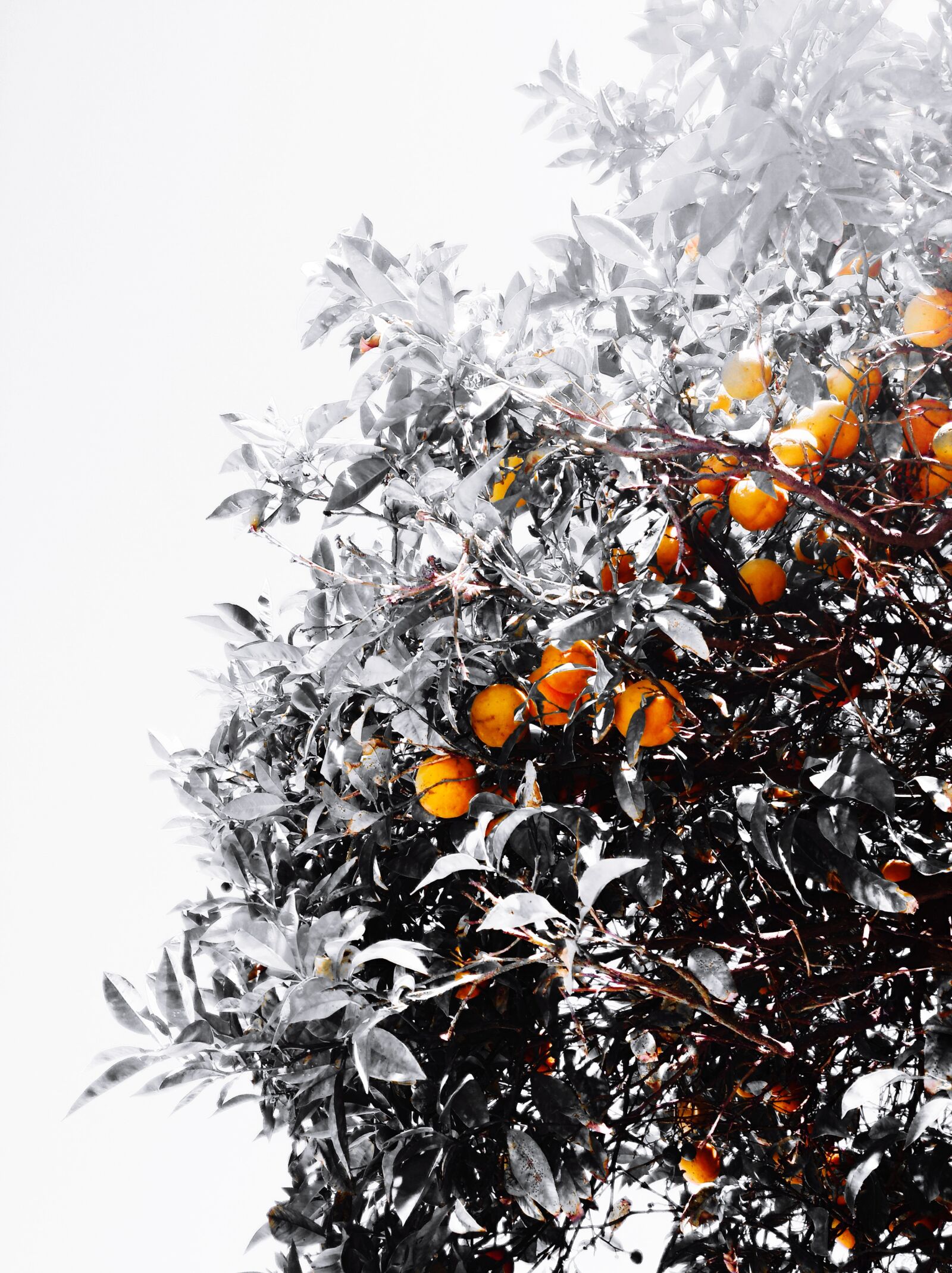 Xiaomi Redmi 8 sample photo. Tree, orange, brown photography