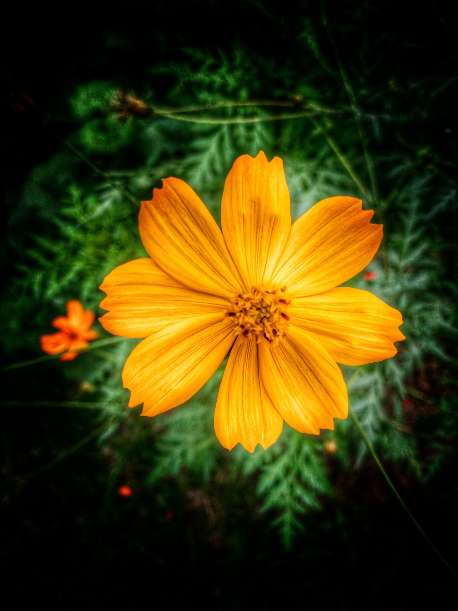 Samsung Galaxy J5 sample photo. Floral, flor, flower photography