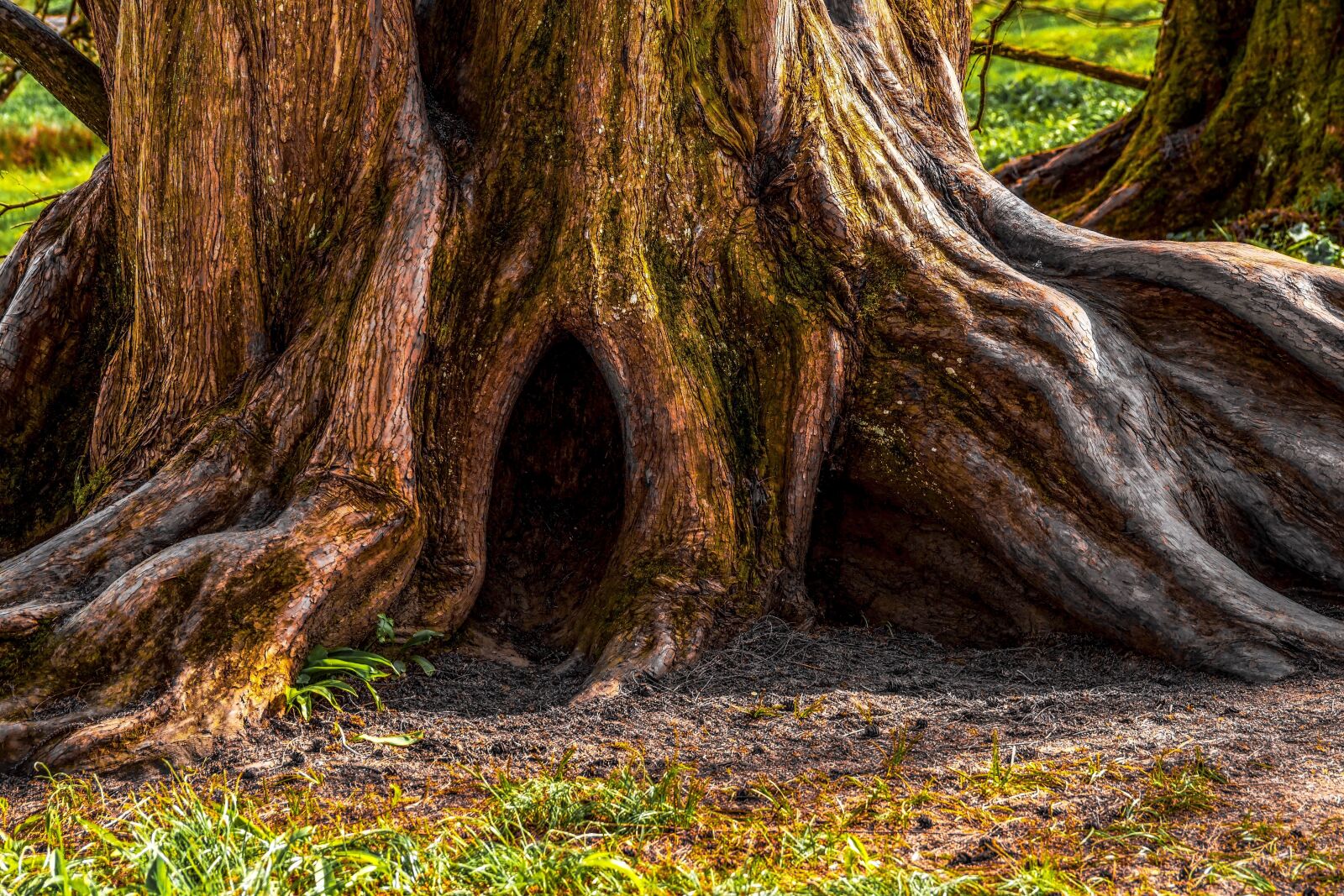 Sony DT 55-300mm F4.5-5.6 SAM sample photo. Tree, old, ancient photography