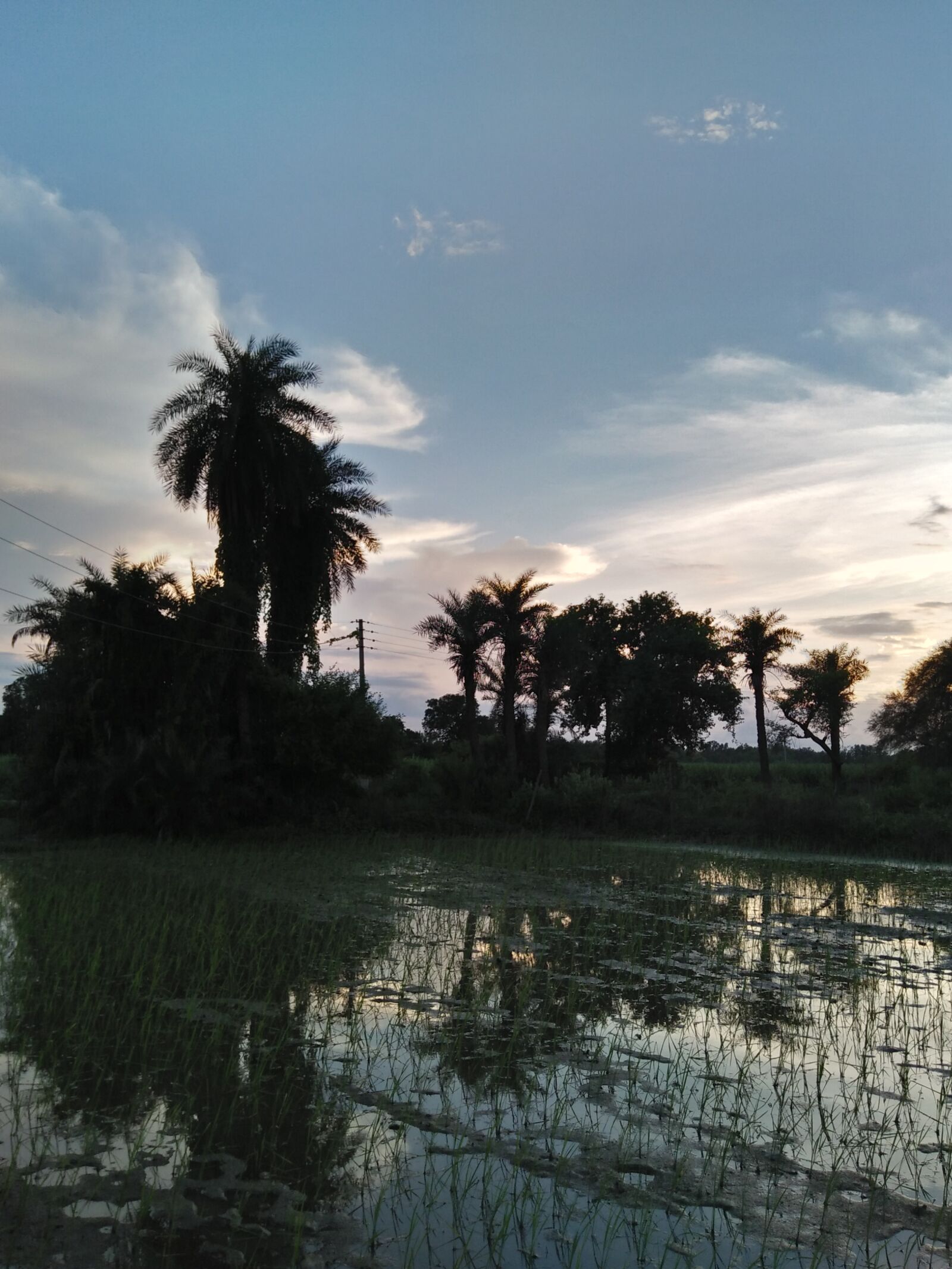 OPPO A37fw-International sample photo. Rice, field photography