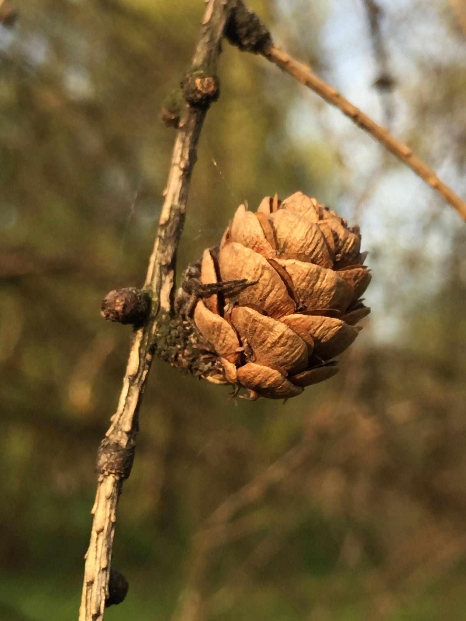 iPhone 6 Plus back camera 4.15mm f/2.2 sample photo. Pine cone, larch, park photography