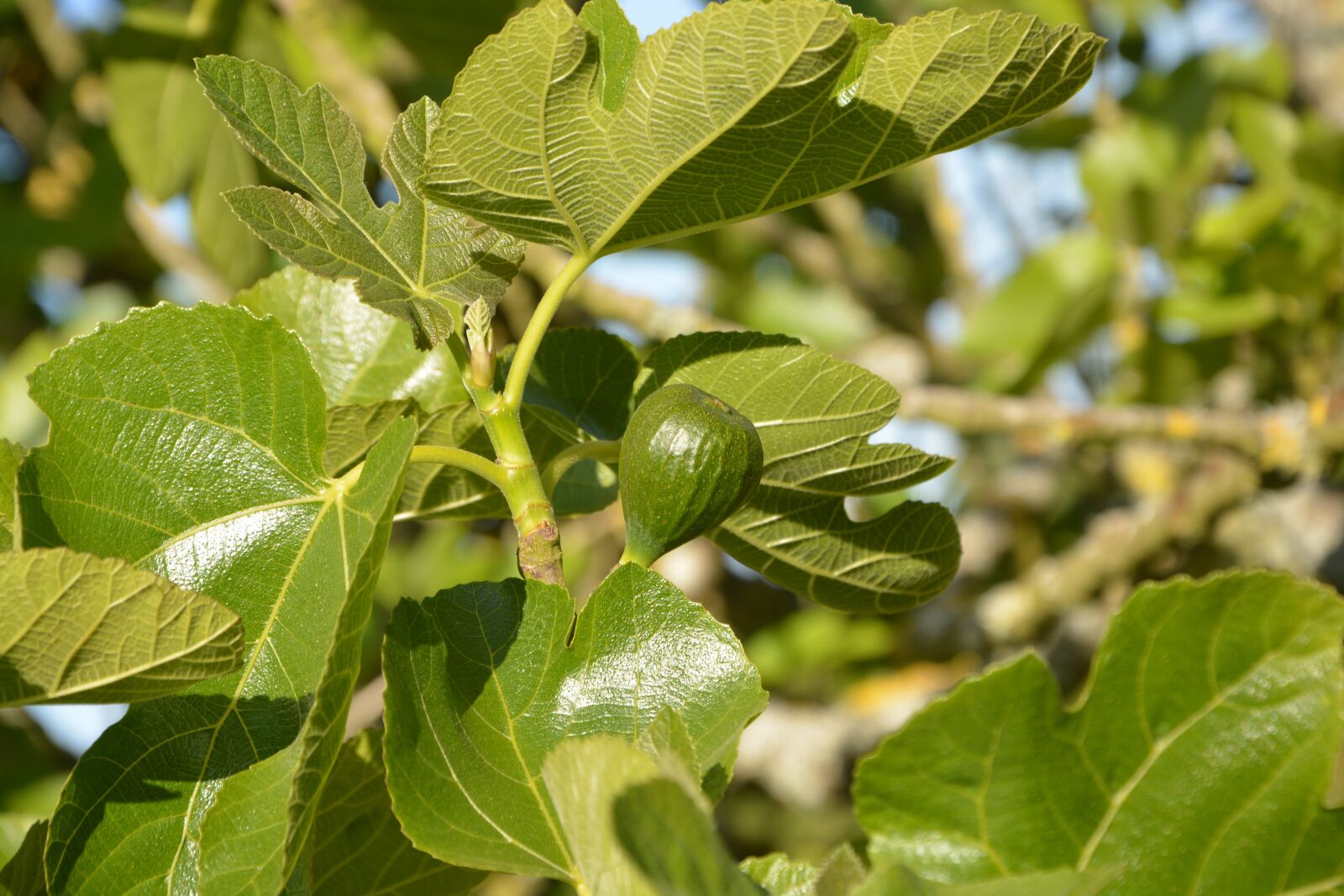 Nikon D5200 sample photo. Fig, tree fig tree photography
