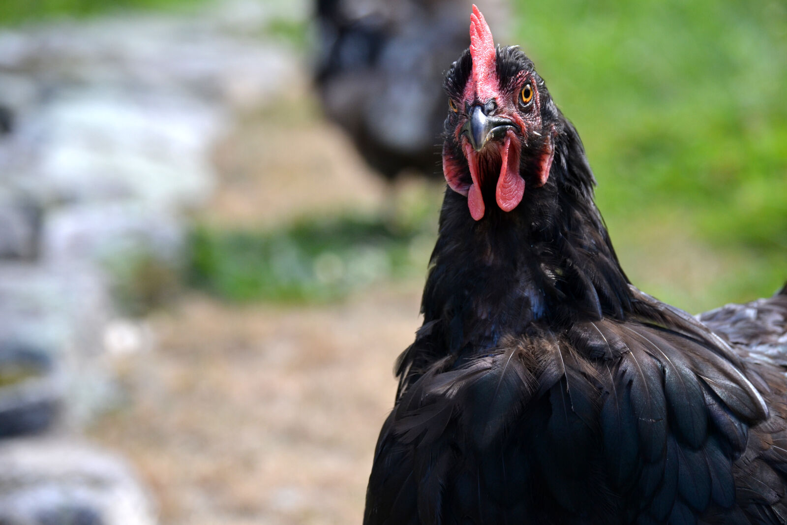 Nikon D3100 sample photo. Backyard, chicken, black, chicken photography