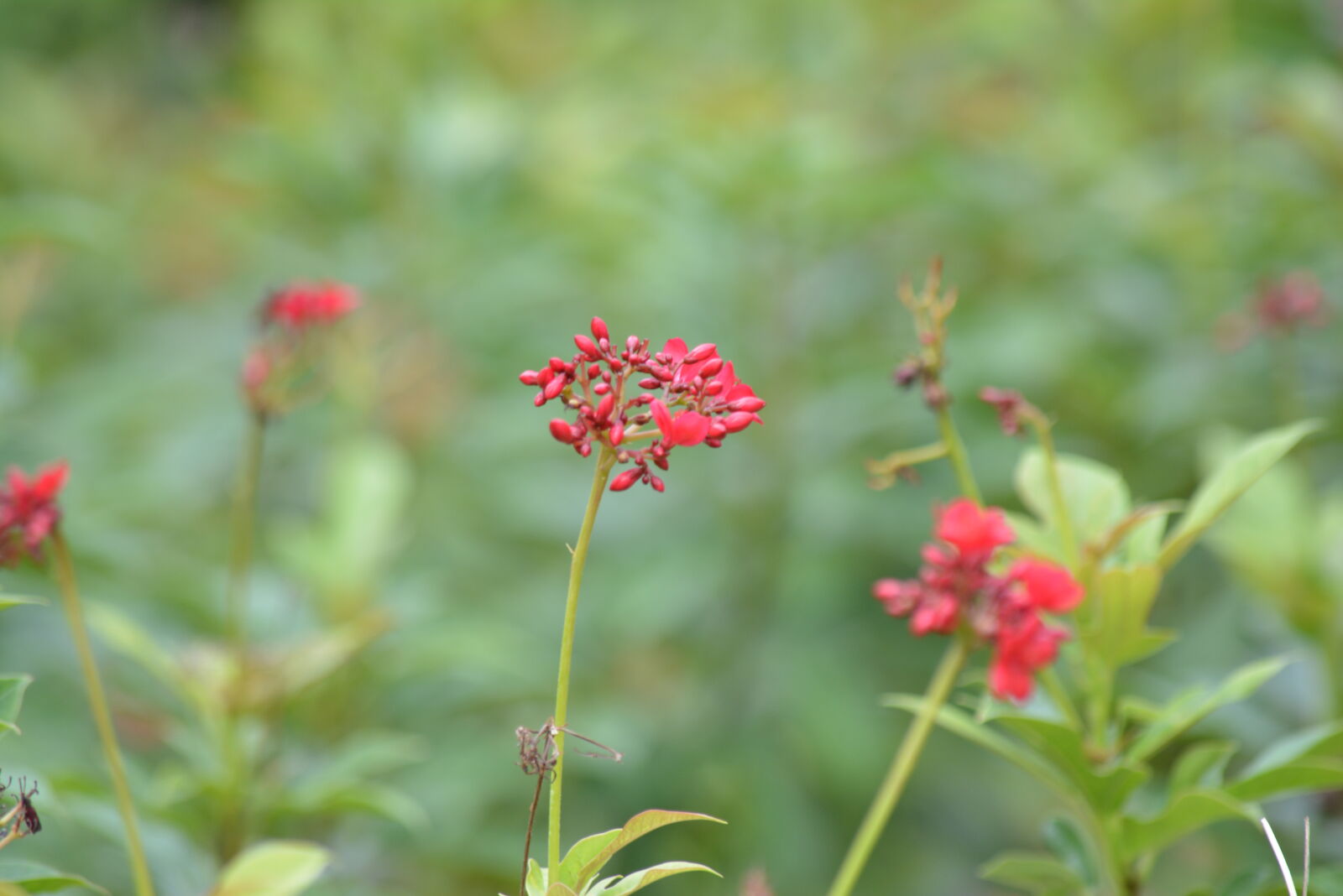Nikon D5200 sample photo