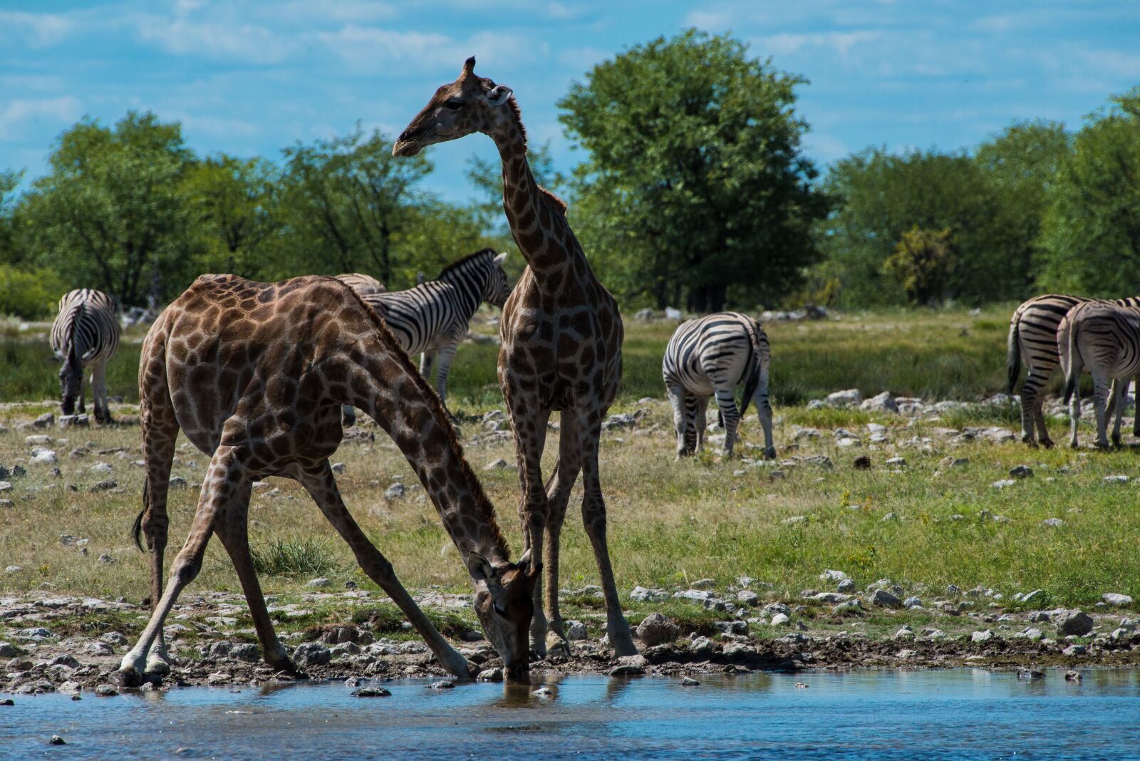 Nikon D800 sample photo. Girafffen, drink, water hole photography