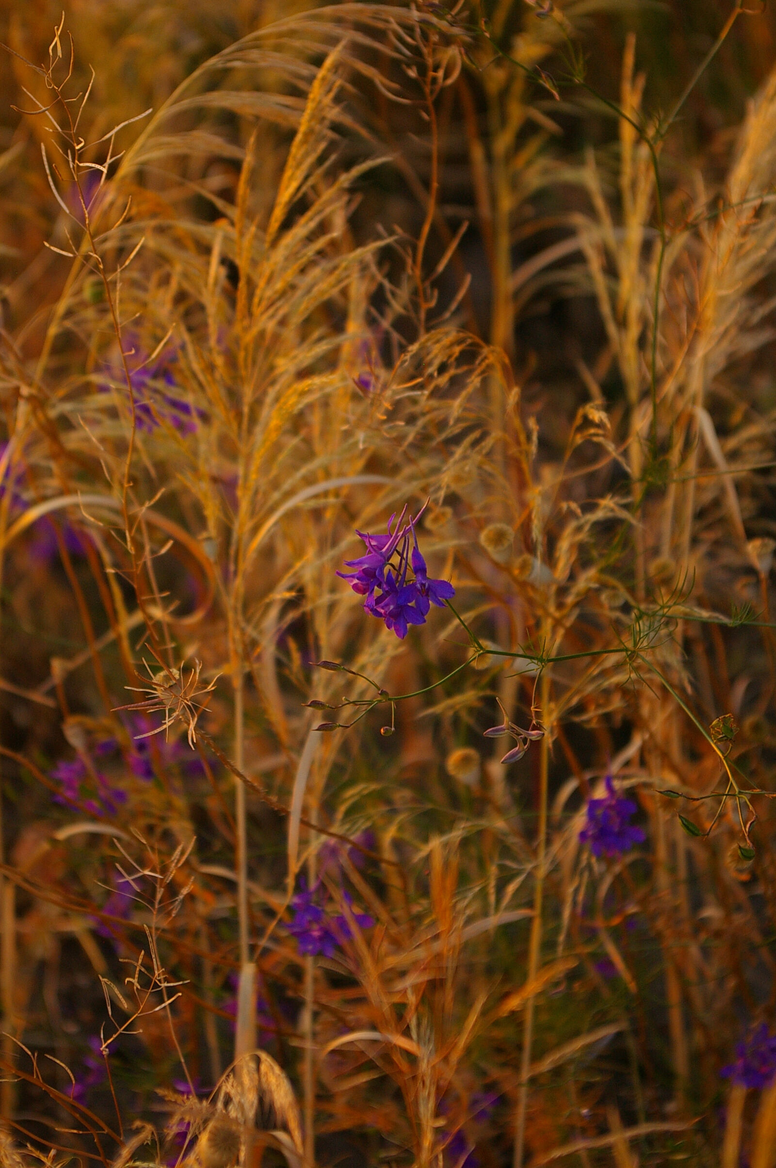 Pentax *ist DS sample photo