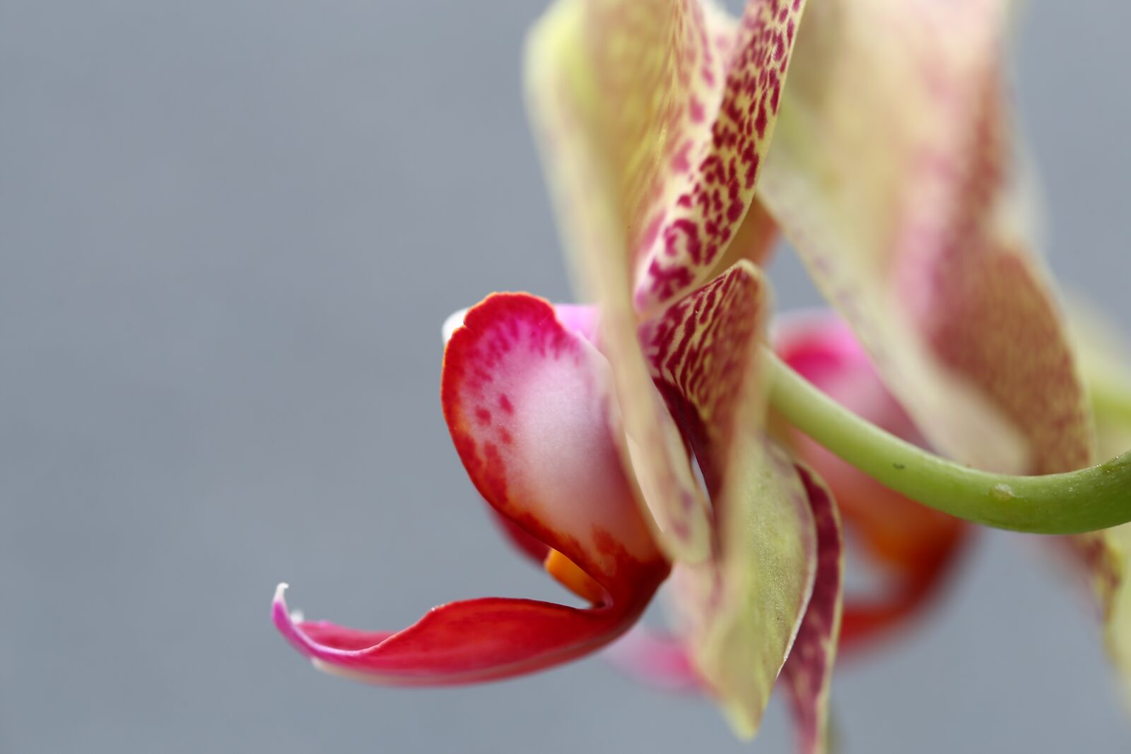 Canon EF 100mm F2.8L Macro IS USM sample photo. Nature, flower, plant photography