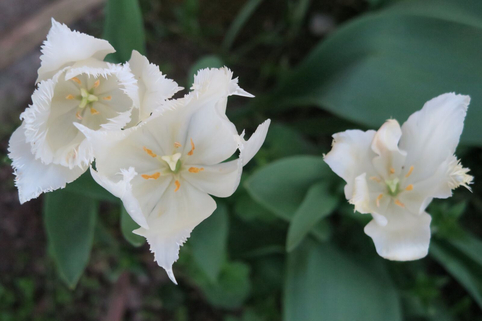 Canon PowerShot G7 X sample photo. Flowers, tulip, white flowers photography