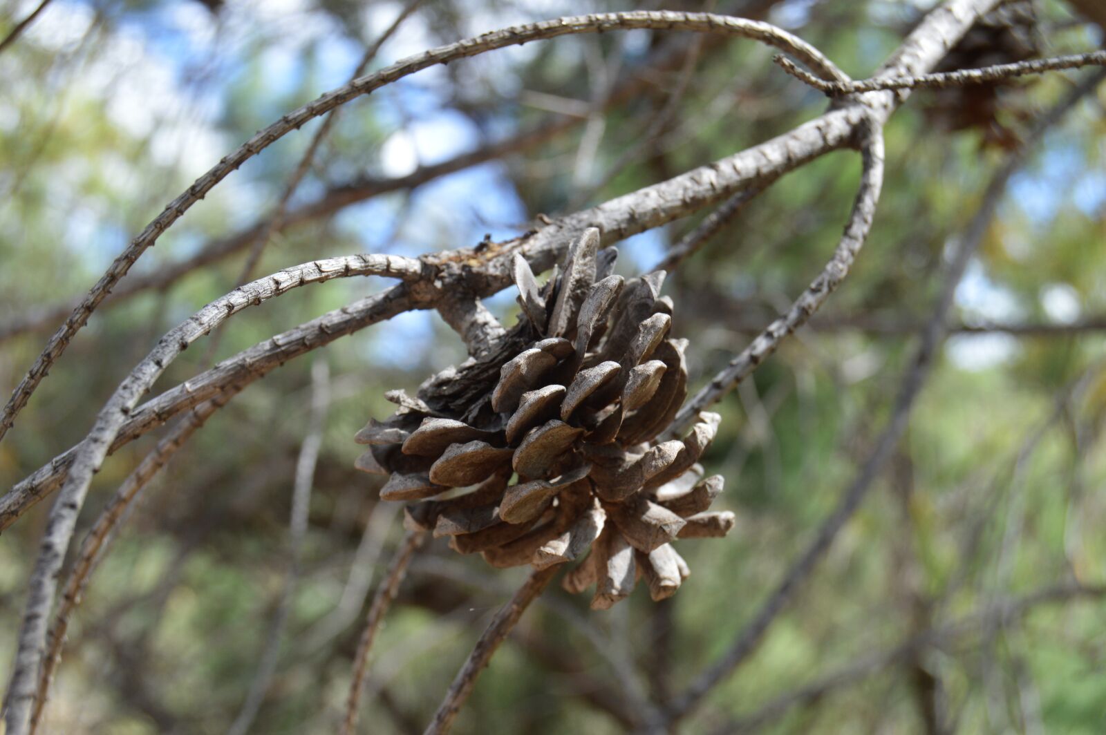 Nikon D3200 sample photo. Pinecone, fruit pine, pine photography