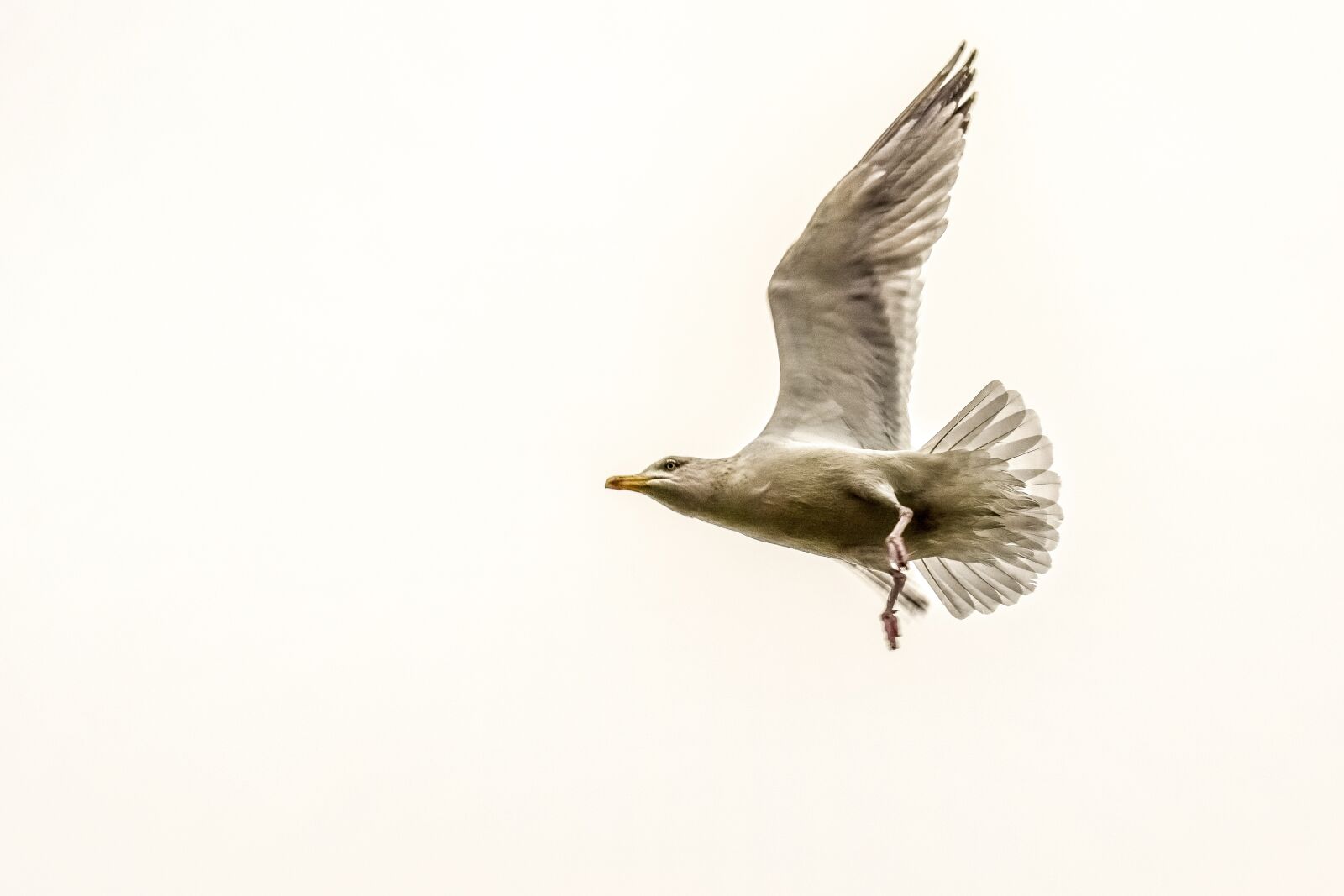 Nikon D3300 sample photo. Seagull, bird, animal photography