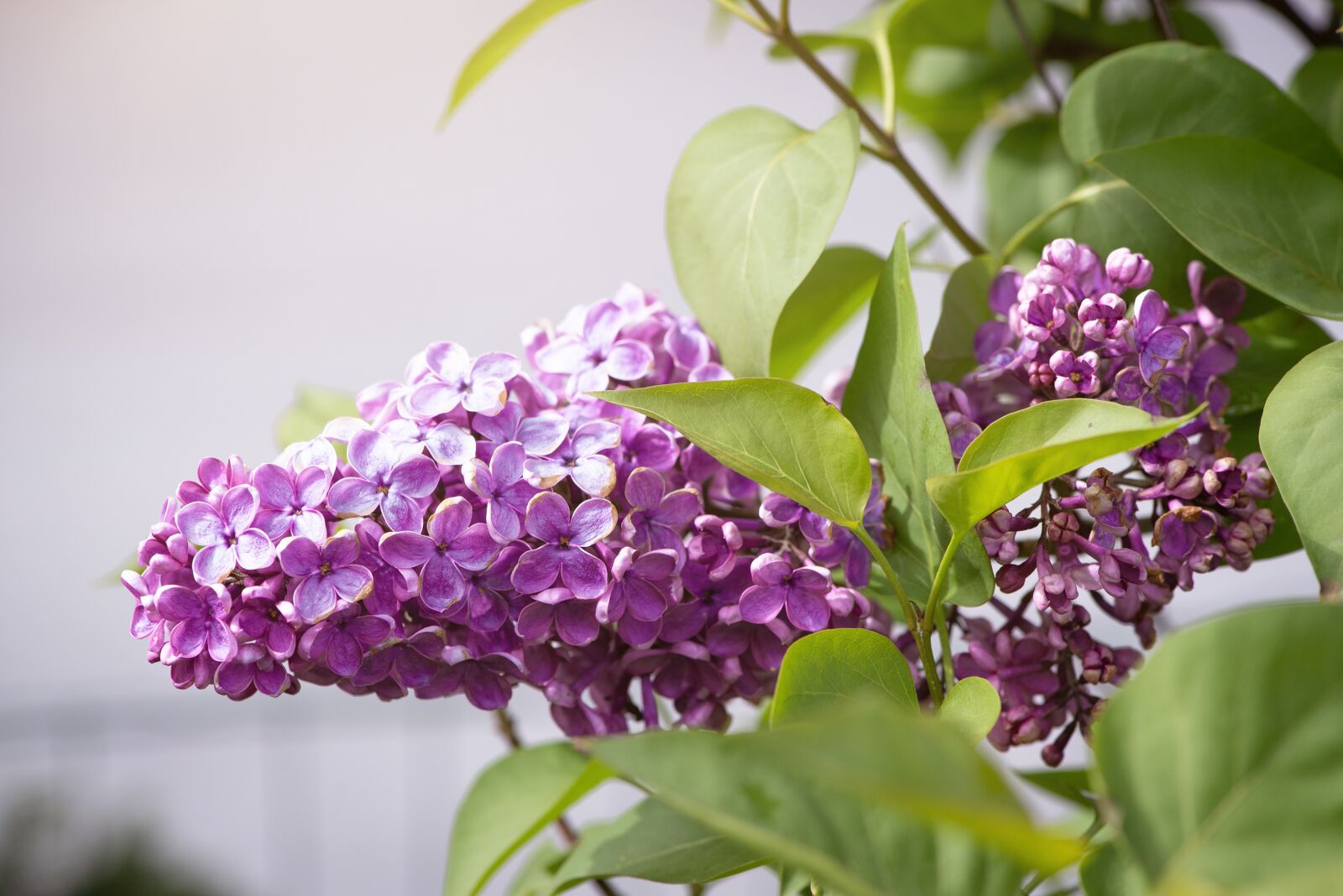 Nikon D750 sample photo. Lilac, pink, violet photography