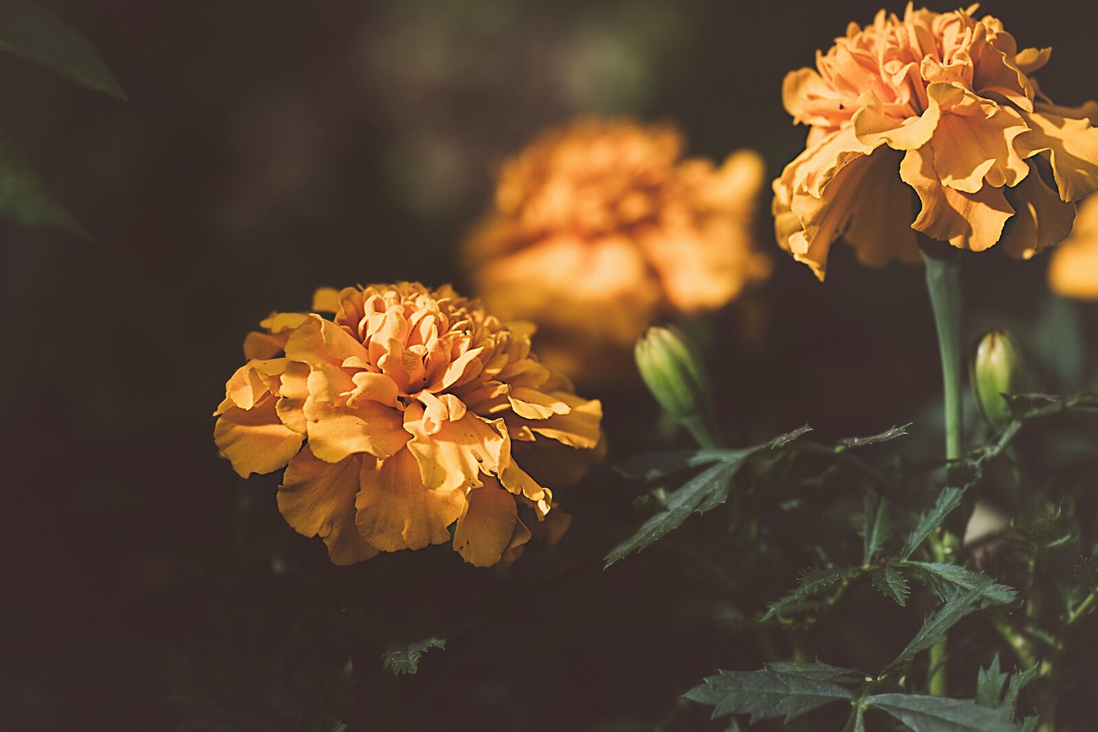 Nikon D750 sample photo. Marigold, orange, orange flower photography