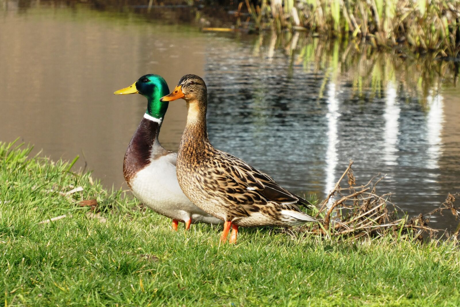 Panasonic Lumix DC-ZS70 (Lumix DC-TZ90) sample photo. Ducks, pair, ditch photography