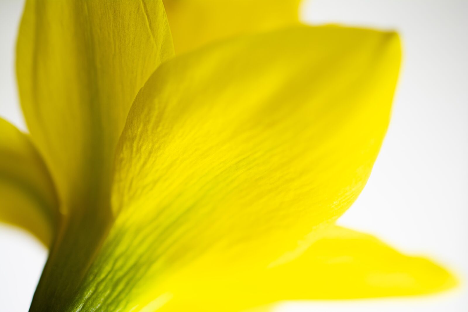 Nikon D5200 sample photo. Macro, flower, blossom photography