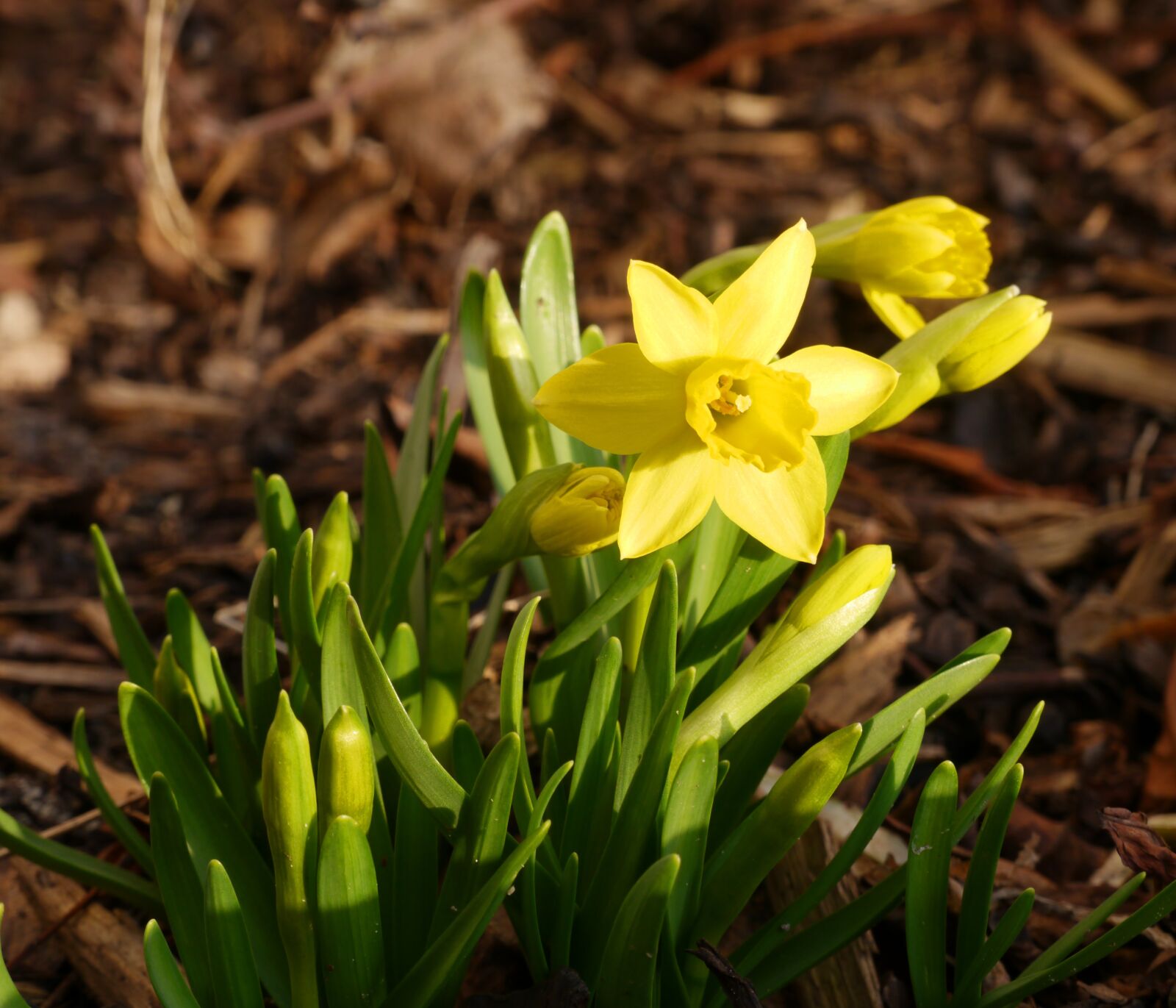 Panasonic Lumix DMC-G5 sample photo. Tete a tete, narcissus photography