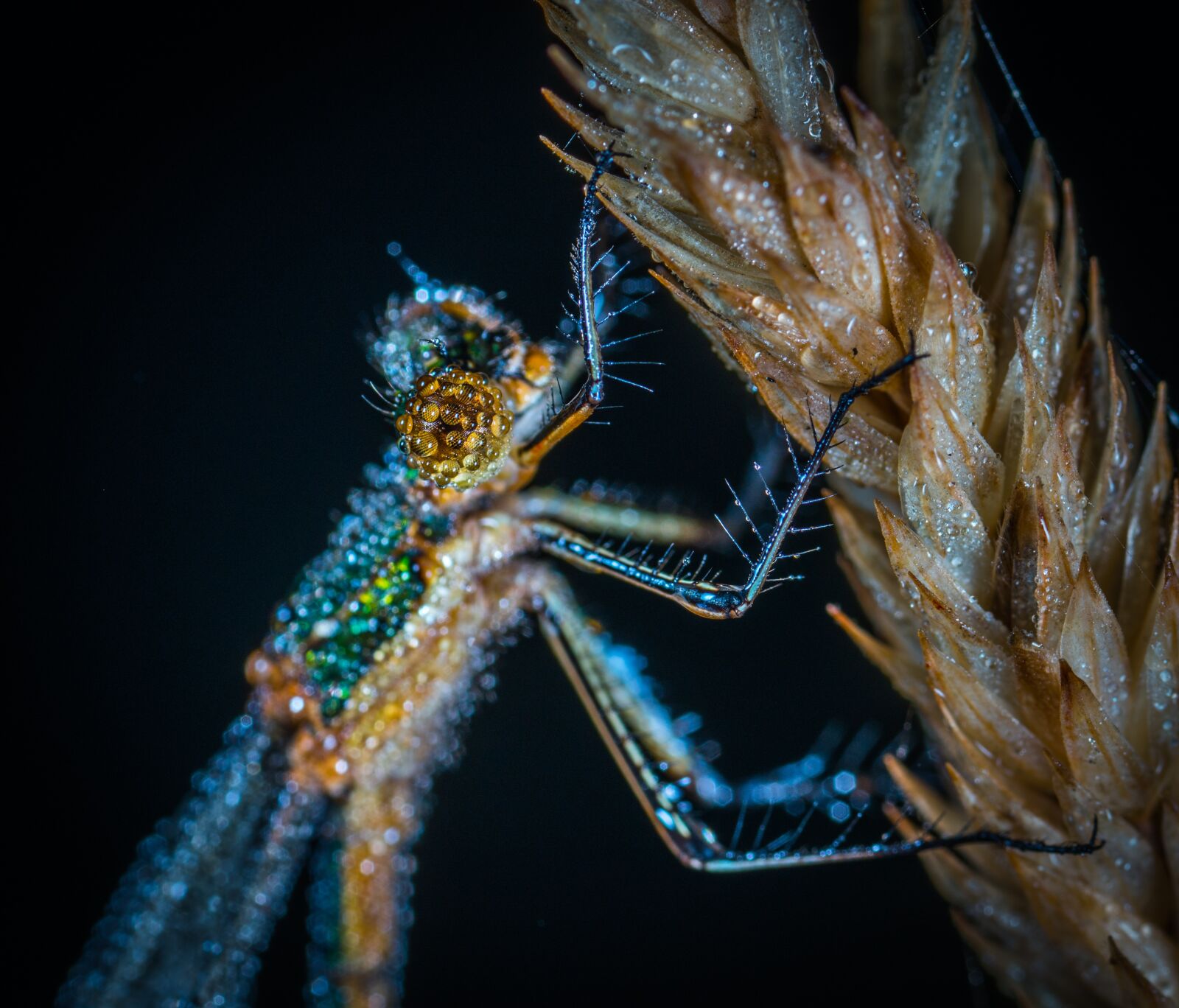 #124 65/2.8 sample photo. Insect, bespozvonochnoe, nature photography