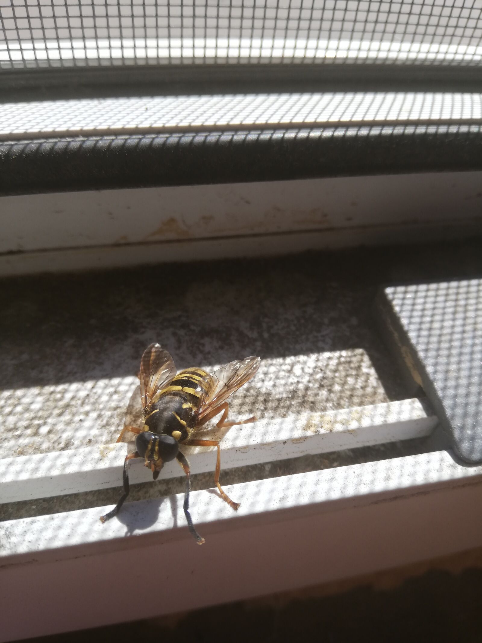 HUAWEI P20 lite sample photo. Wasp, window, big photography