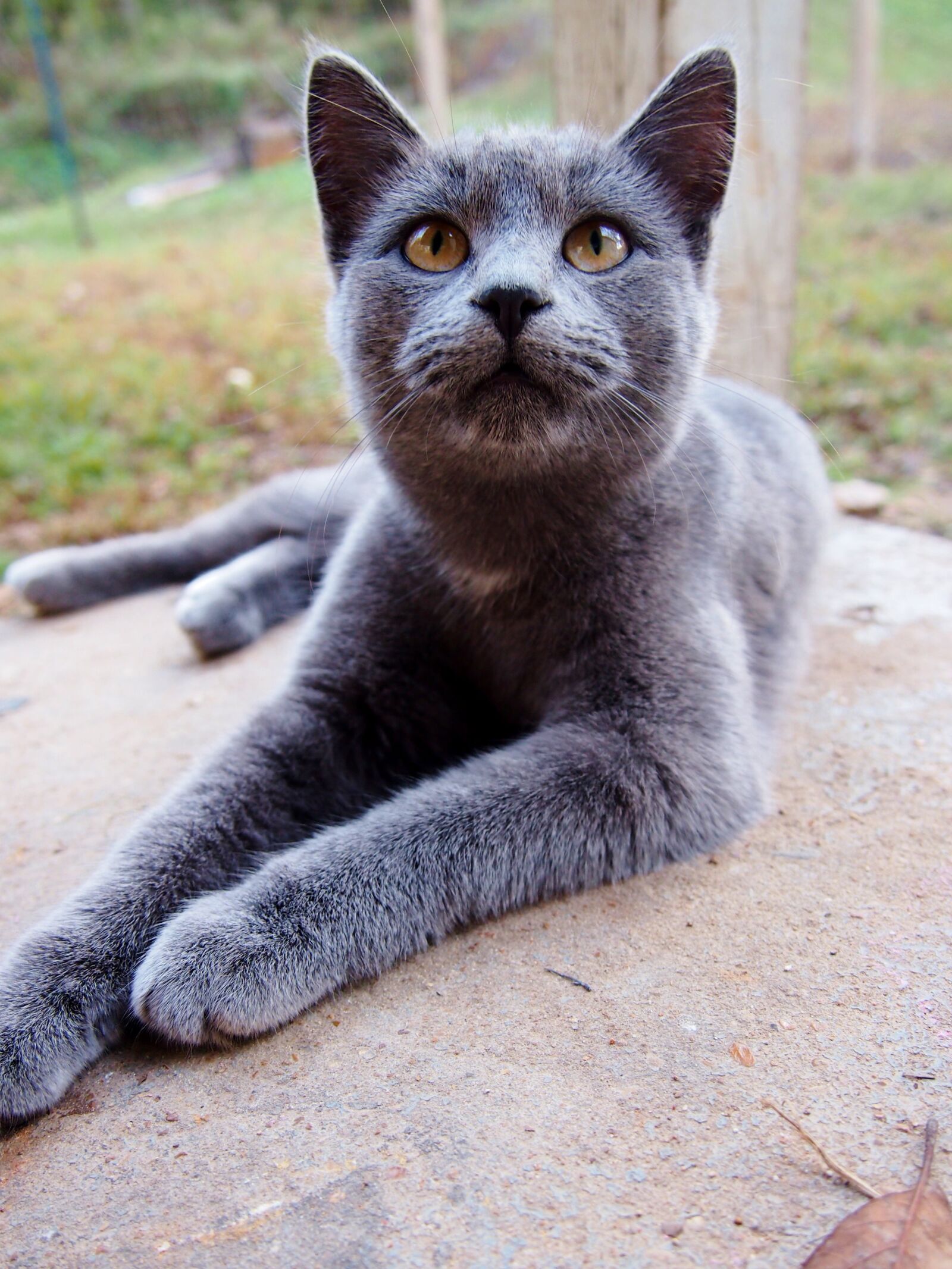 Olympus PEN E-PL3 sample photo. Gray, cat, pet photography