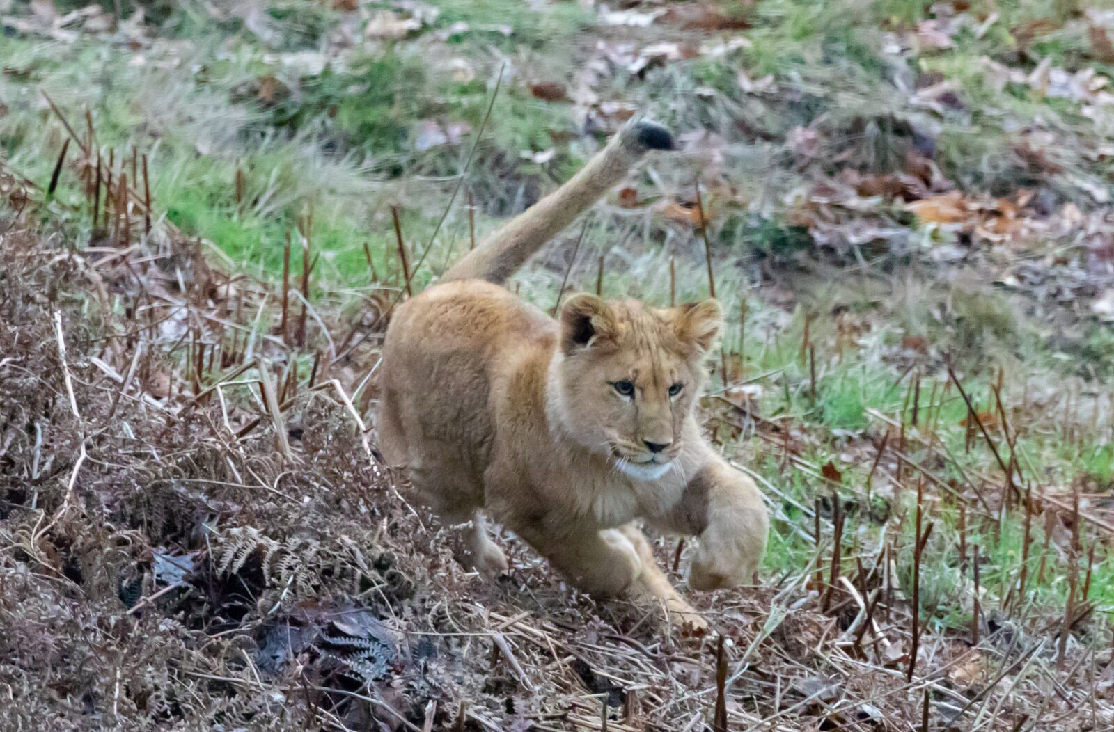Canon EOS 7D Mark II sample photo. Lion cub, baby lion photography