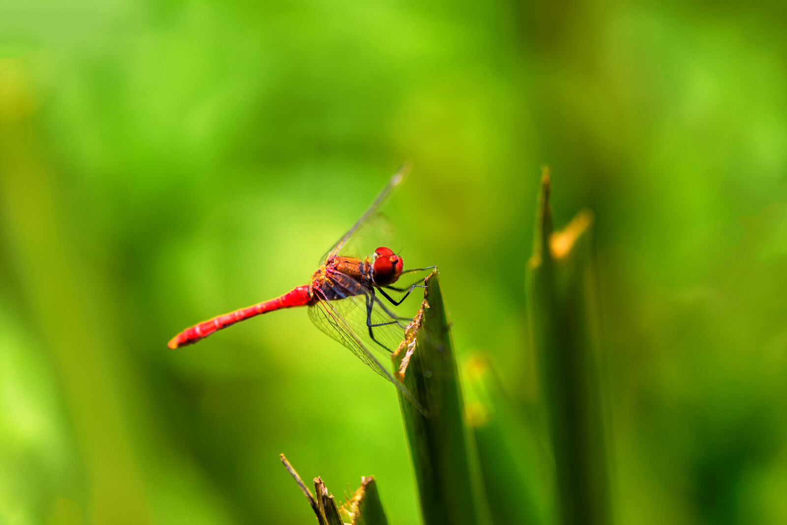 Nikon D610 sample photo. Nature, macro, garden photography