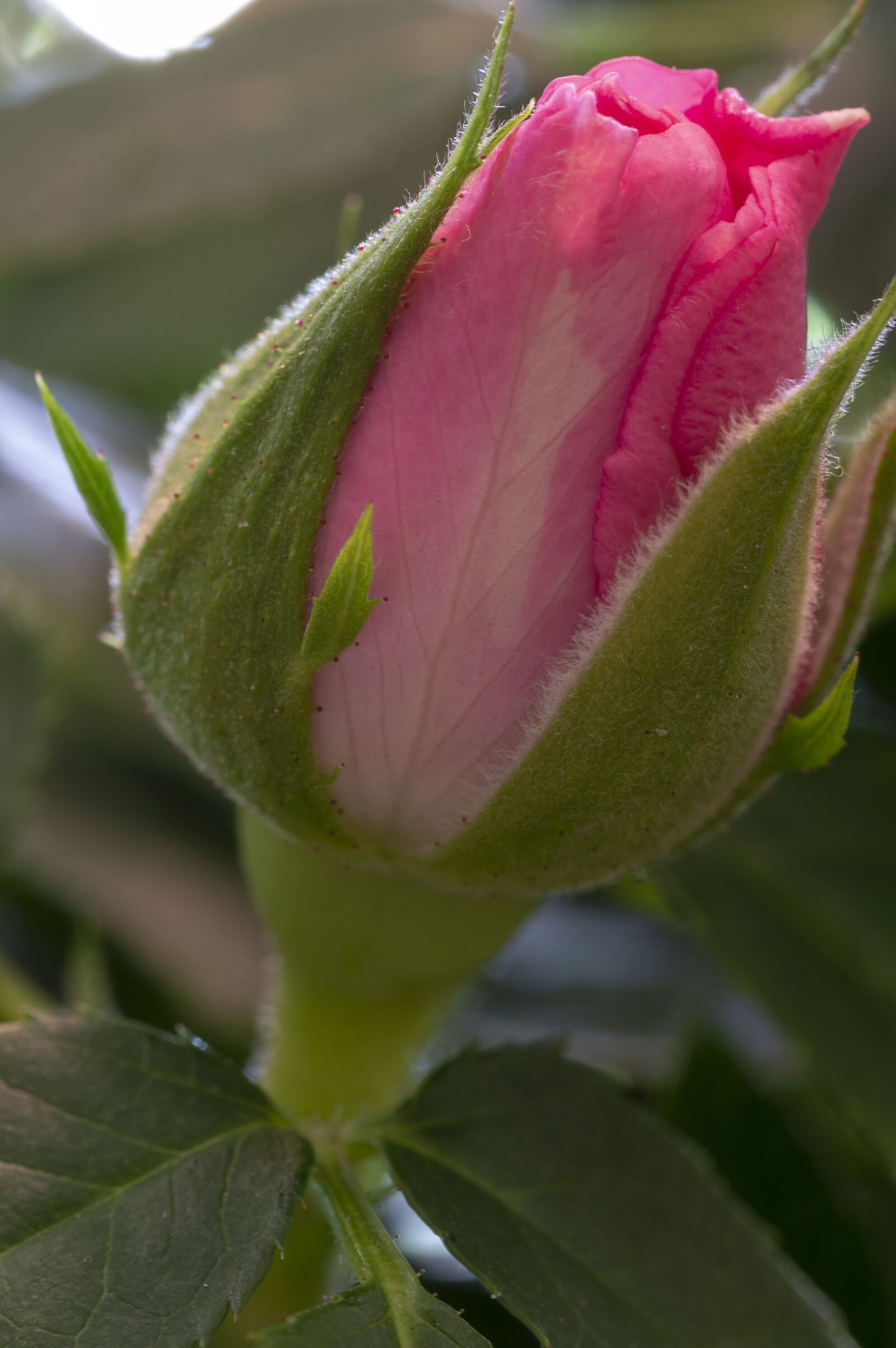 Tamron SP 90mm F2.8 Di VC USD 1:1 Macro sample photo. Rose, bud, rosebud photography