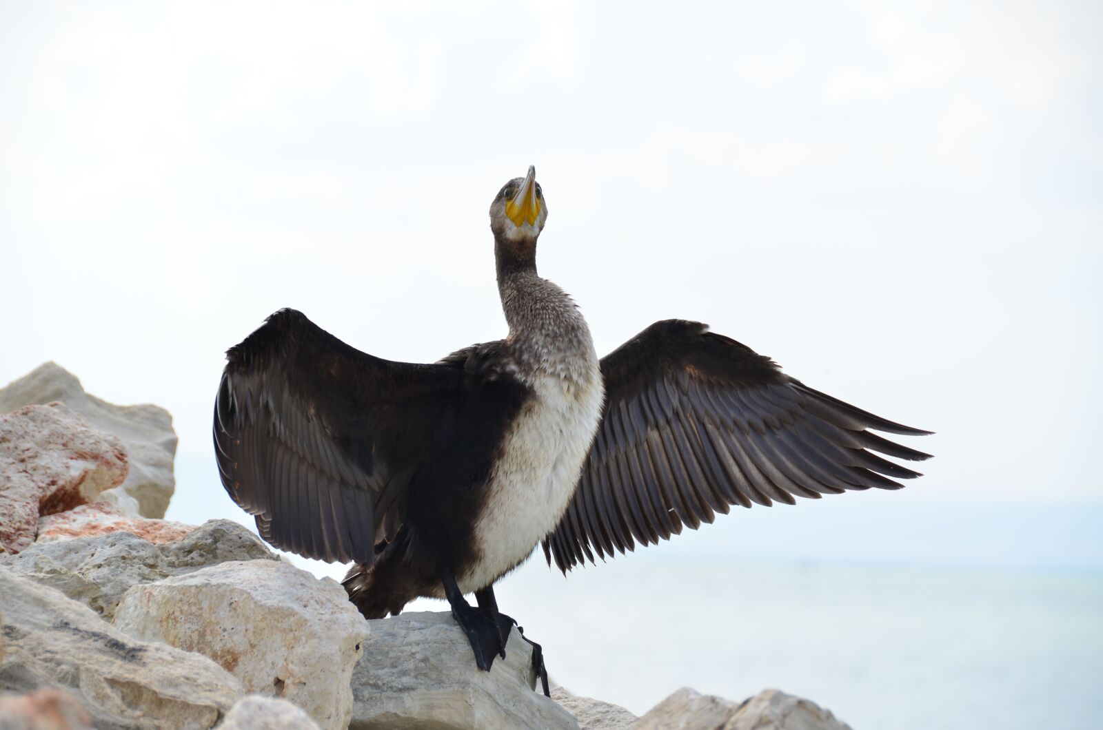 Nikon D7000 sample photo. Kerguelen shag, cormorant, sea photography