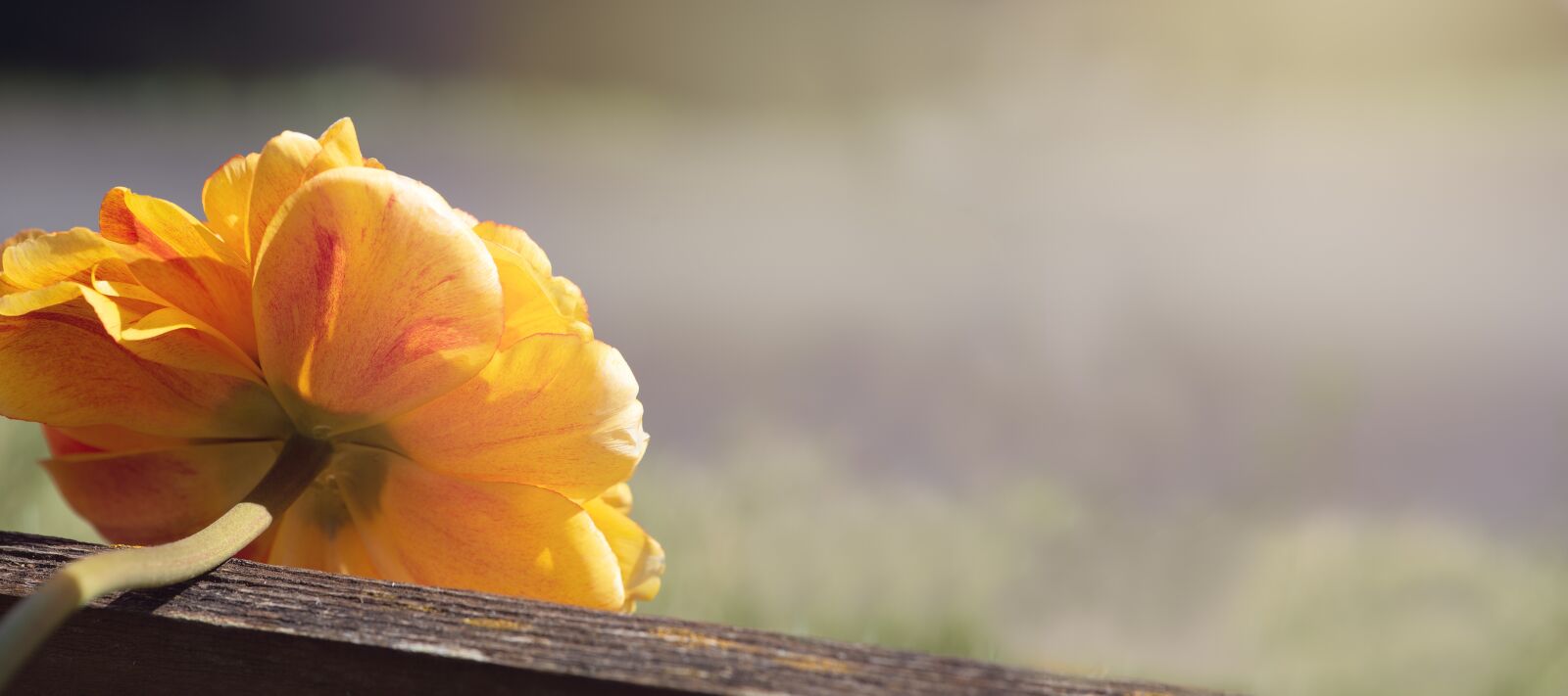 Nikon D750 sample photo. Peony, pentecost, flower photography