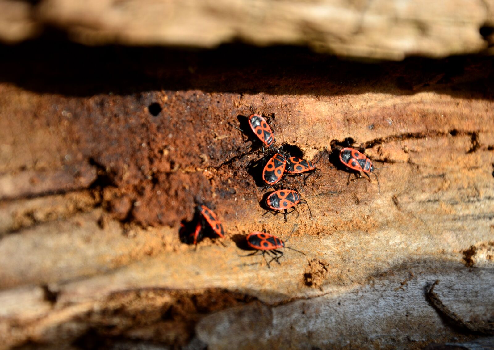 Nikon D3200 sample photo. Beetle, fire bug, nasty photography