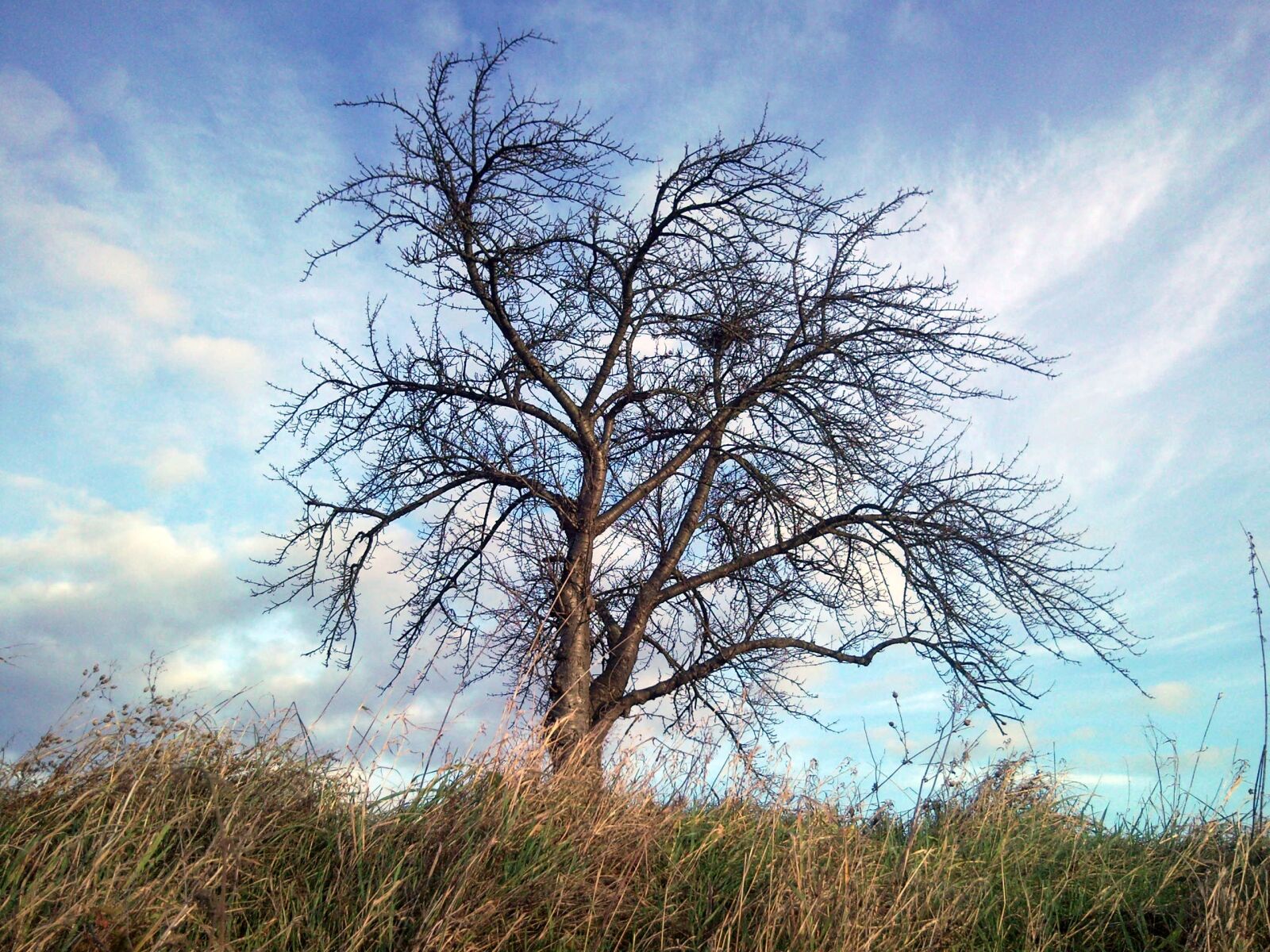Samsung SGH-i900 sample photo. Tree, branches, nature photography